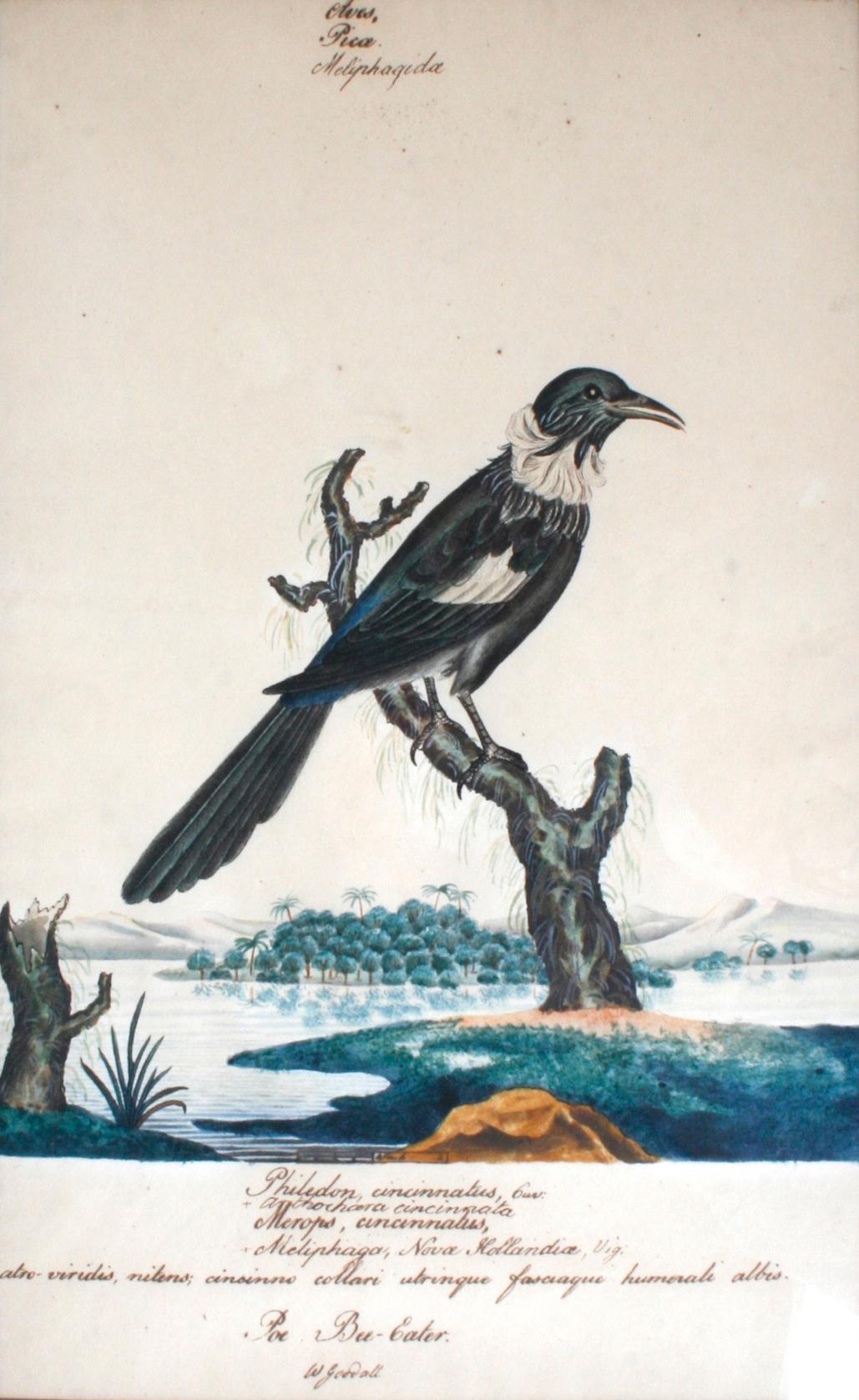 Series of Four William Goodall Watercolor Paintings of Birds, circa 1790 In Good Condition In valatie, NY