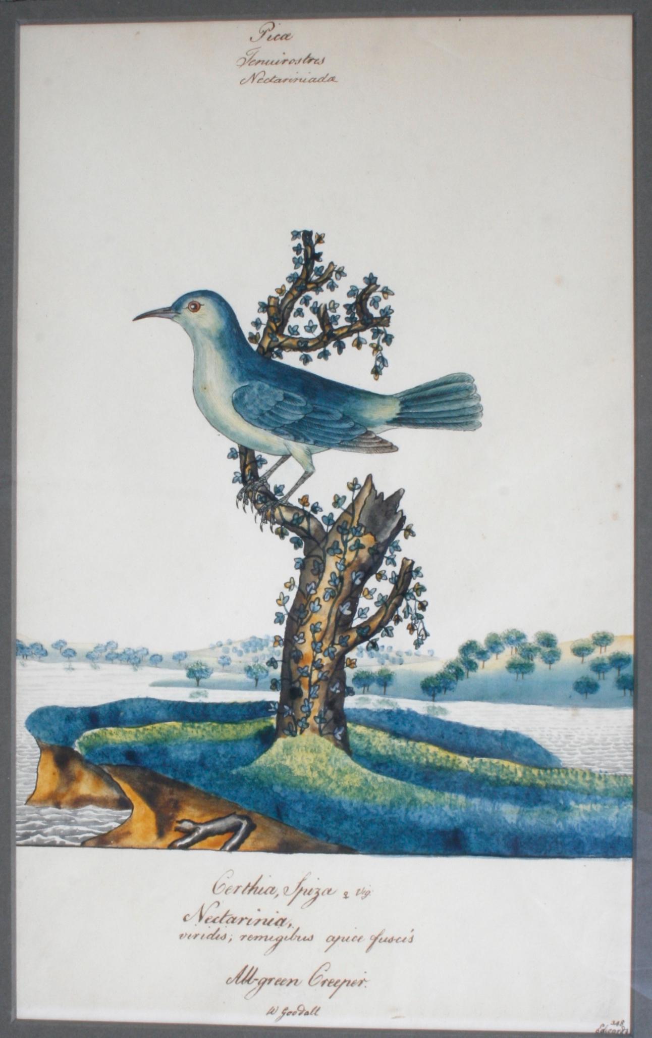 18th Century Series of Four William Goodall Watercolor Paintings of Birds, circa 1790