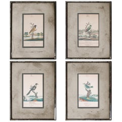 Series of Four William Goodall Watercolor Paintings of Birds, circa 1790