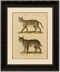 Serval and Eurasian Lynx Natural History Lithograph, Brodtmann, 1816