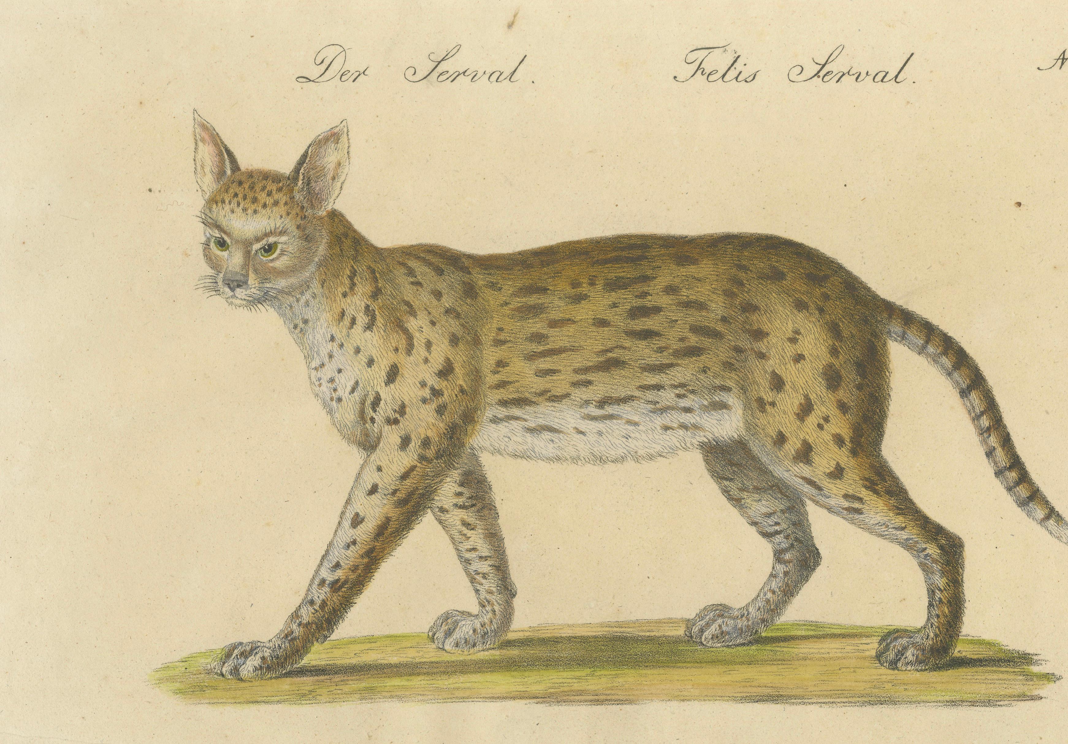 Serval and Eurasian Lynx Natural History Lithograph, Brodtmann, 1816