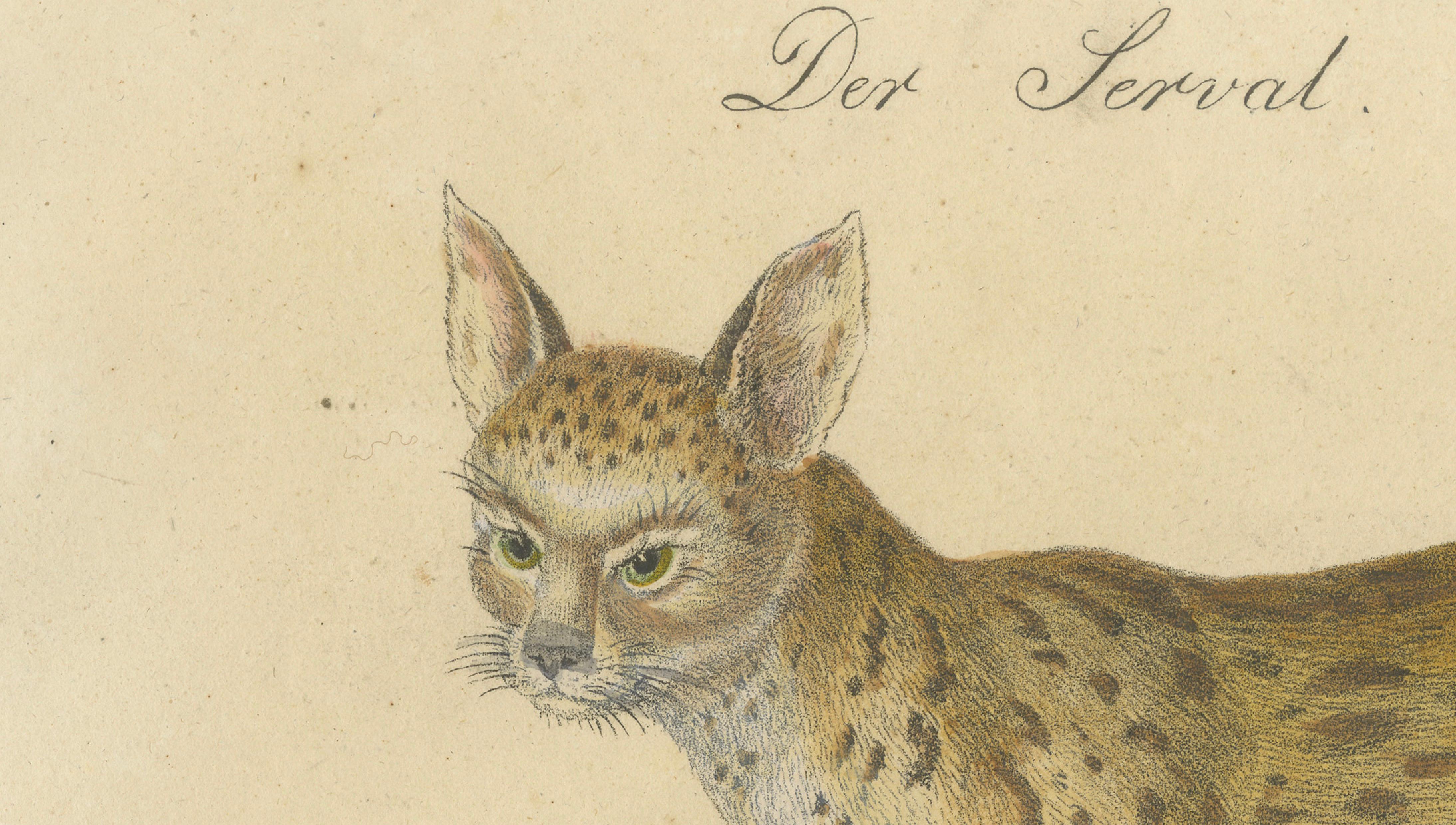Serval and Eurasian Lynx Natural History Lithograph, Brodtmann, 1816