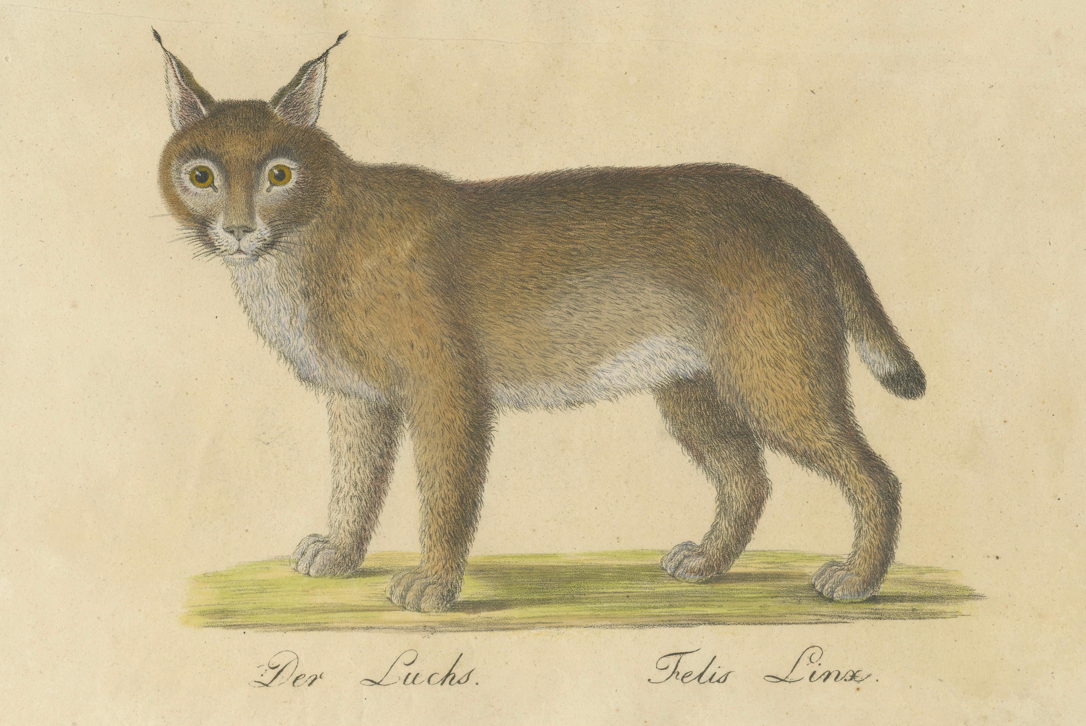 Serval and Eurasian Lynx Natural History Lithograph, Brodtmann, 1816