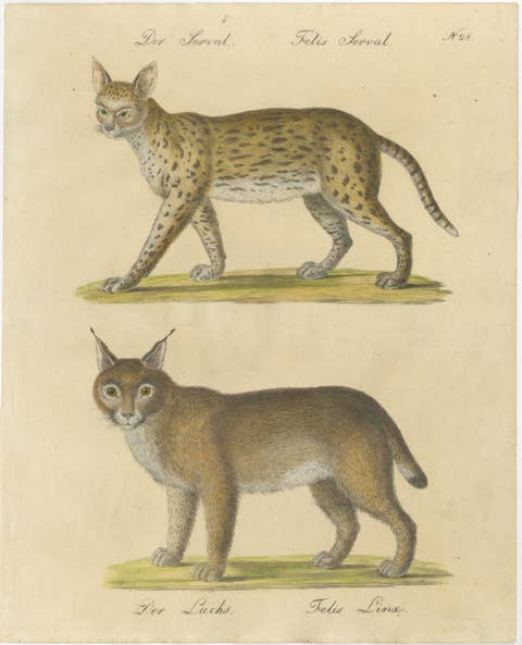 Serval and Eurasian Lynx Natural History Lithograph, Brodtmann, 1816