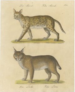 Serval and Eurasian Lynx Natural History Lithograph, Brodtmann, 1816