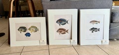 Set 3 Hand-colored Engraving - Captain Duperry "Voyage de la Coquille" 1826