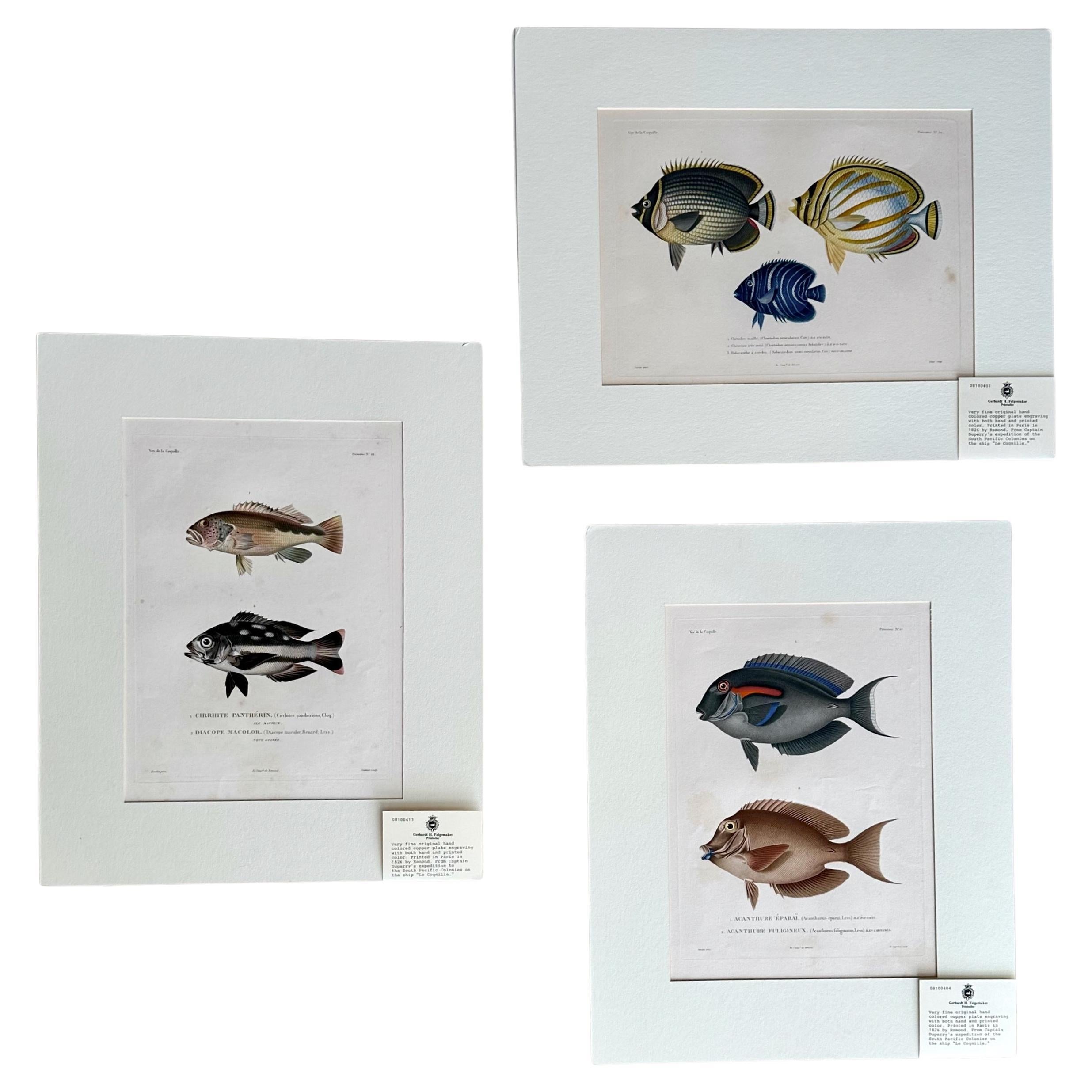 Satz 3 Handkolorierter Kupferstich - Kapitän Duperry "Voyage de la Coquille" 1826 im Angebot