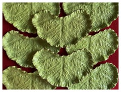 Satz 8 Lettuceware Spode Porzellan Salat- oder Kohlblattteller des 19.