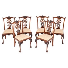 Antique Set Chippendale Dining Chairs Mahogany Ball and Claw