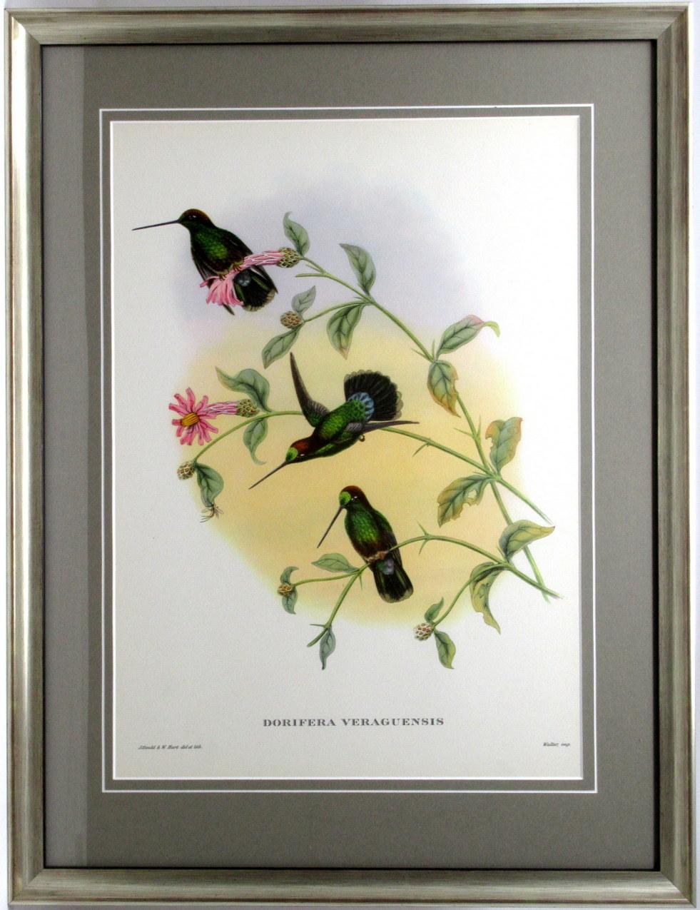 Set of eight framed and mounted color lithographs from the original first edition of Goulds Tropical birds from 1955 produced by the Ariel Press in London. 

Condition: Good condition with no foxing, frames and mounts are contemporary. 

Measures: