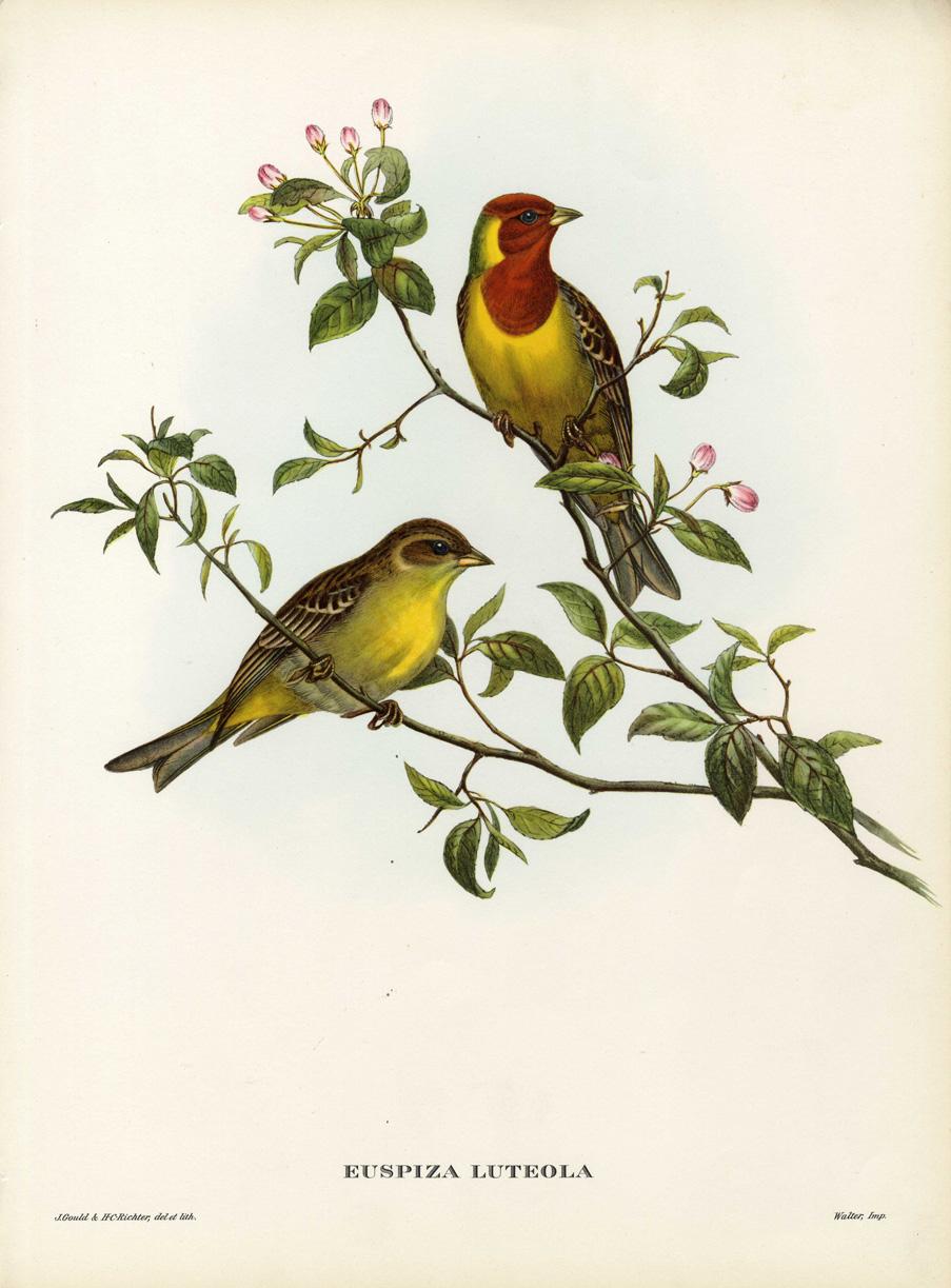 Set Eight Cream Mounted Exotic Bird Pictures Lithographs John Gould, 1804-1881  In Excellent Condition In Dublin, Ireland