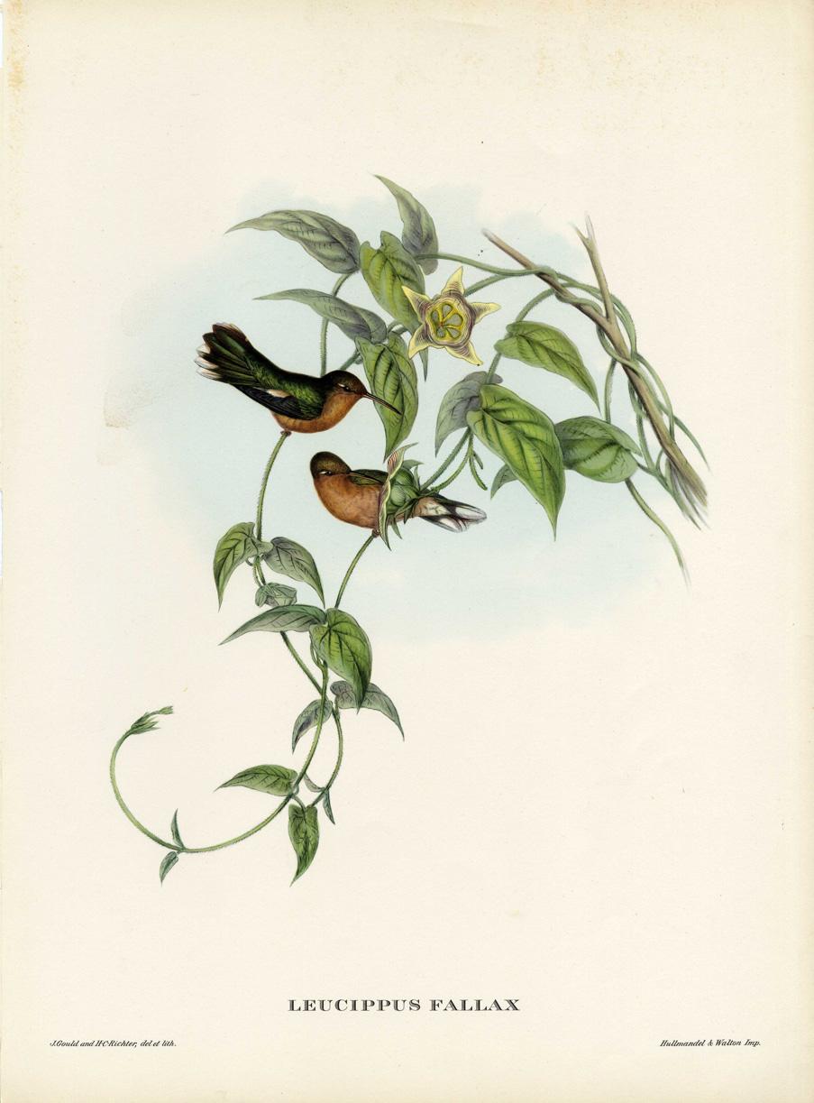 20th Century Set Eight Cream Mounted Exotic Bird Pictures Lithographs John Gould, 1804-1881 