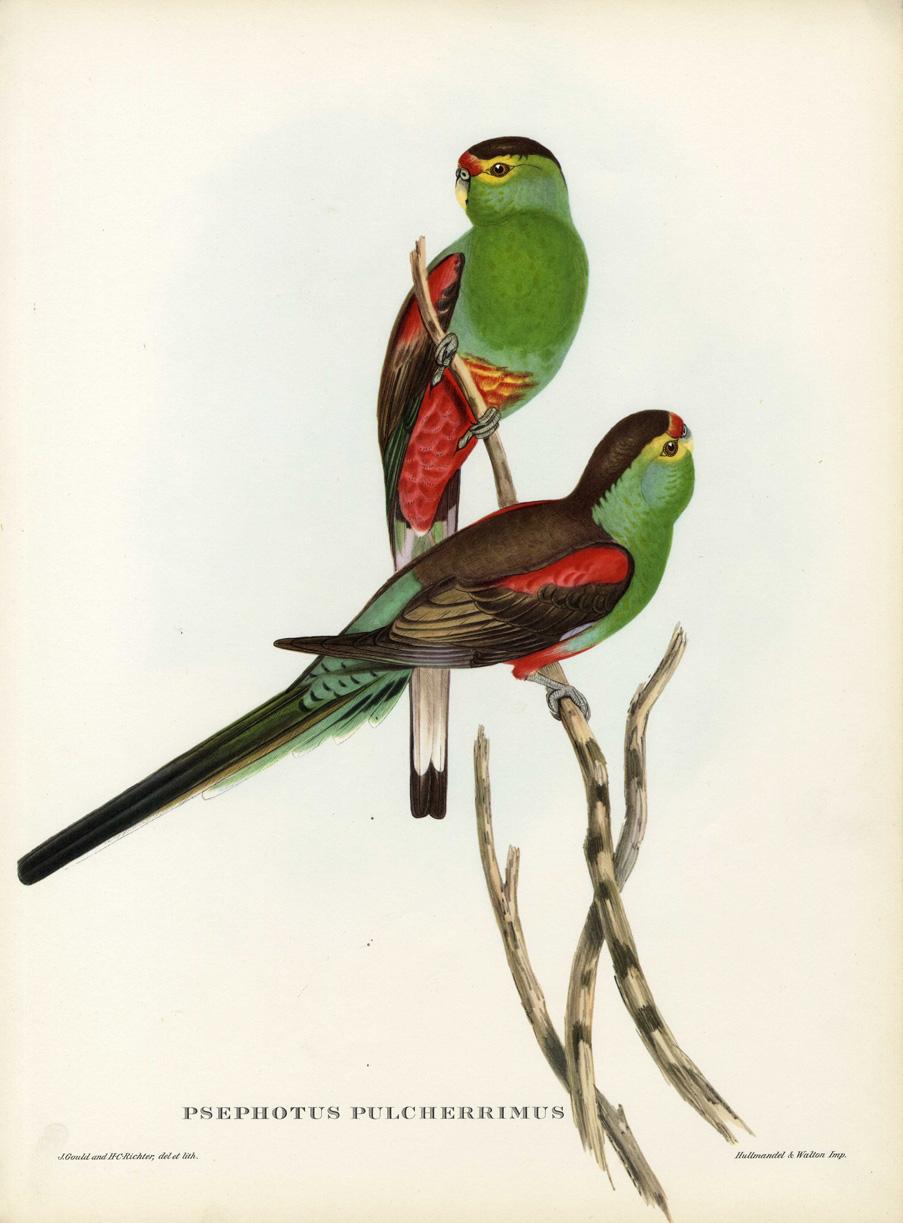 Set Eight Cream Mounted Exotic Bird Pictures Lithographs John Gould, 1804-1881  1