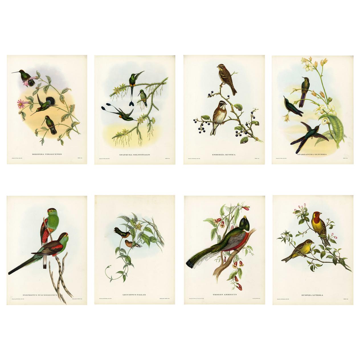 Set Eight Cream Mounted Exotic Bird Pictures Lithographs John Gould, 1804-1881 
