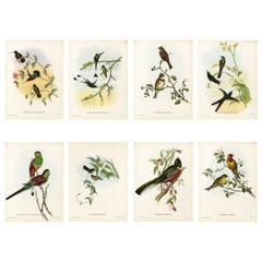 Vintage Set Eight Cream Mounted Exotic Bird Pictures Lithographs John Gould, 1804-1881