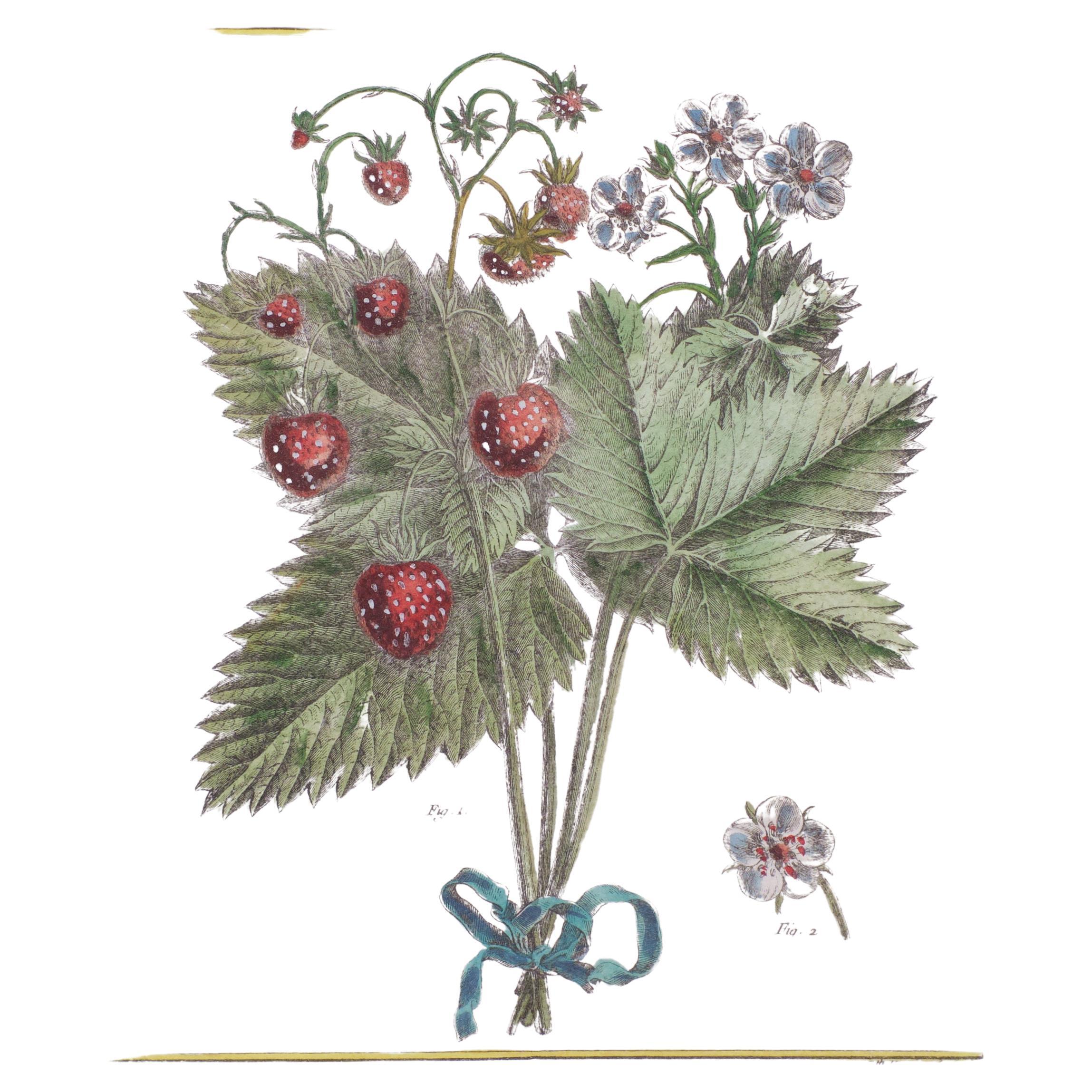 set 18 Century Hand colored Strawberry Engraving by Elisabeth Haussard 1700- 1804
Author: Henri-Louis Duhamel du Monceau (1700–1782) 
 