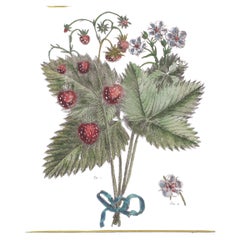 Set Elisabeth Haussard '1700-1804' Incisione colorata a mano del 18° secolo