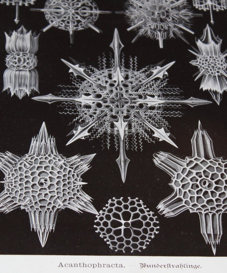 Set Of Five Prints From Art Forms In Nature By Ernst Haeckel 19 For Sale At 1stdibs