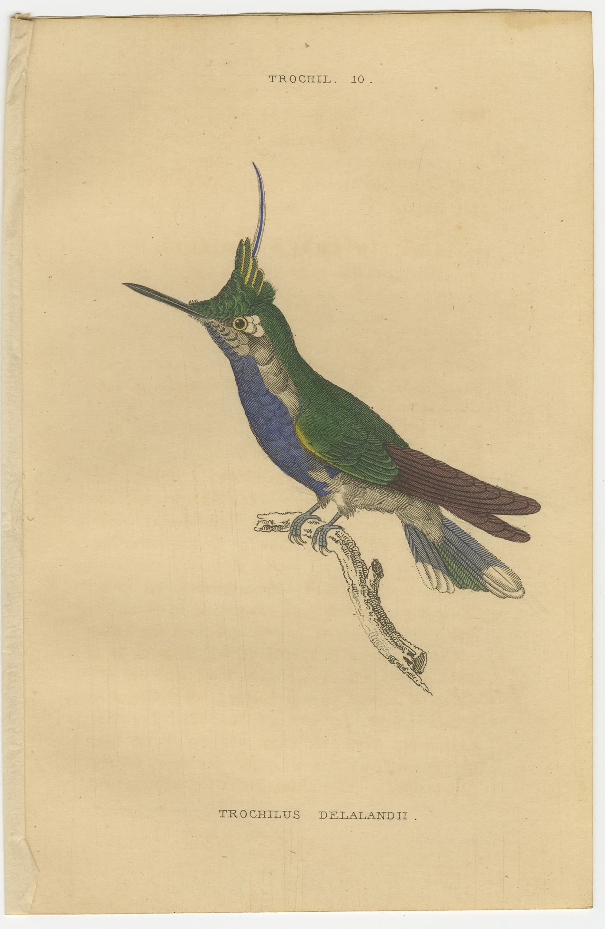 Hummingbird Bird Prints, Handcolored Fiery-Tailed Hummingbirds by Jardine, 1837 For Sale 4