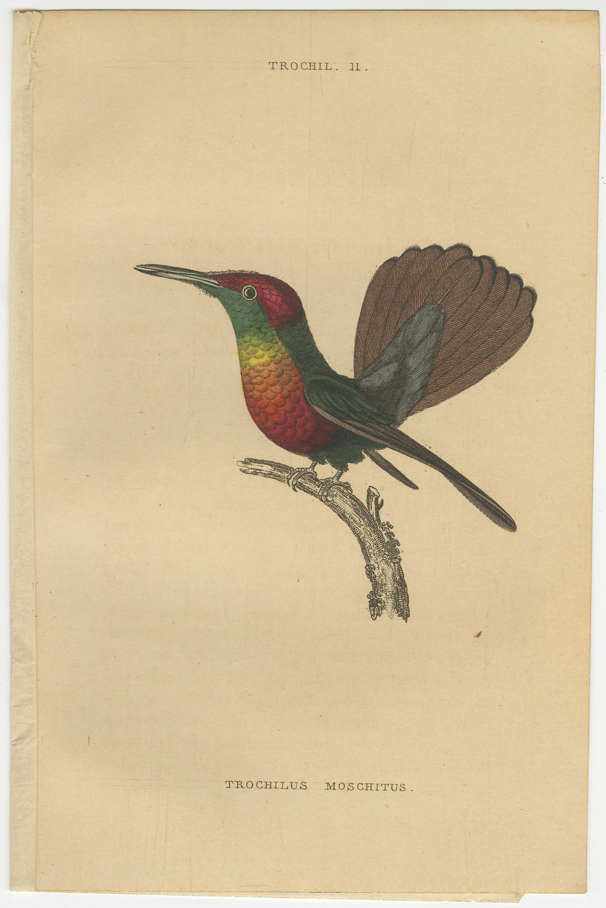 Hummingbird Bird Prints, Handcolored Fiery-Tailed Hummingbirds by Jardine, 1837 For Sale 5