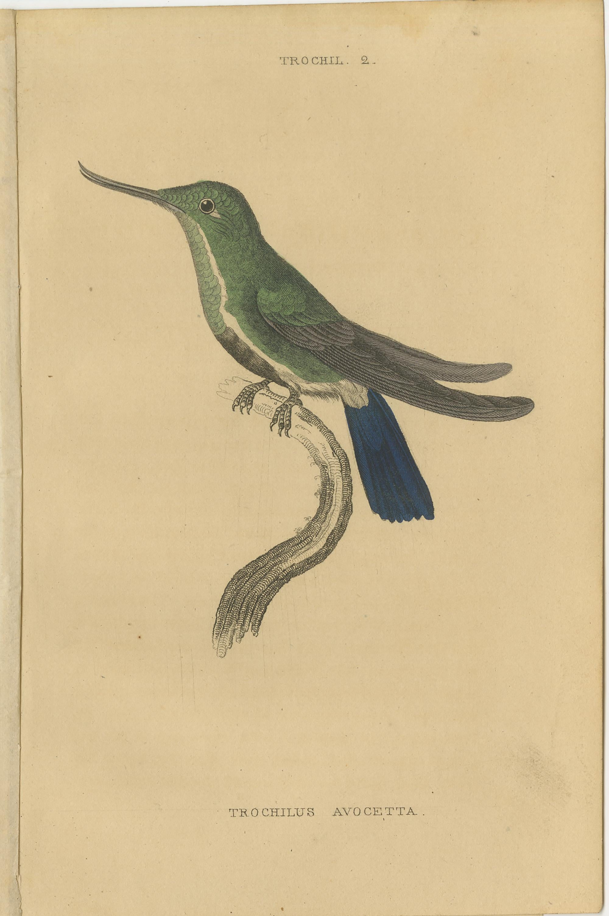 The set of ten antique bird prints portray a captivating array of hummingbirds, each showcasing its unique charm and features. These illustrations originate from volume 1 of 'Naturgeschichte der Colibris' authored by W. Jardine, and published by