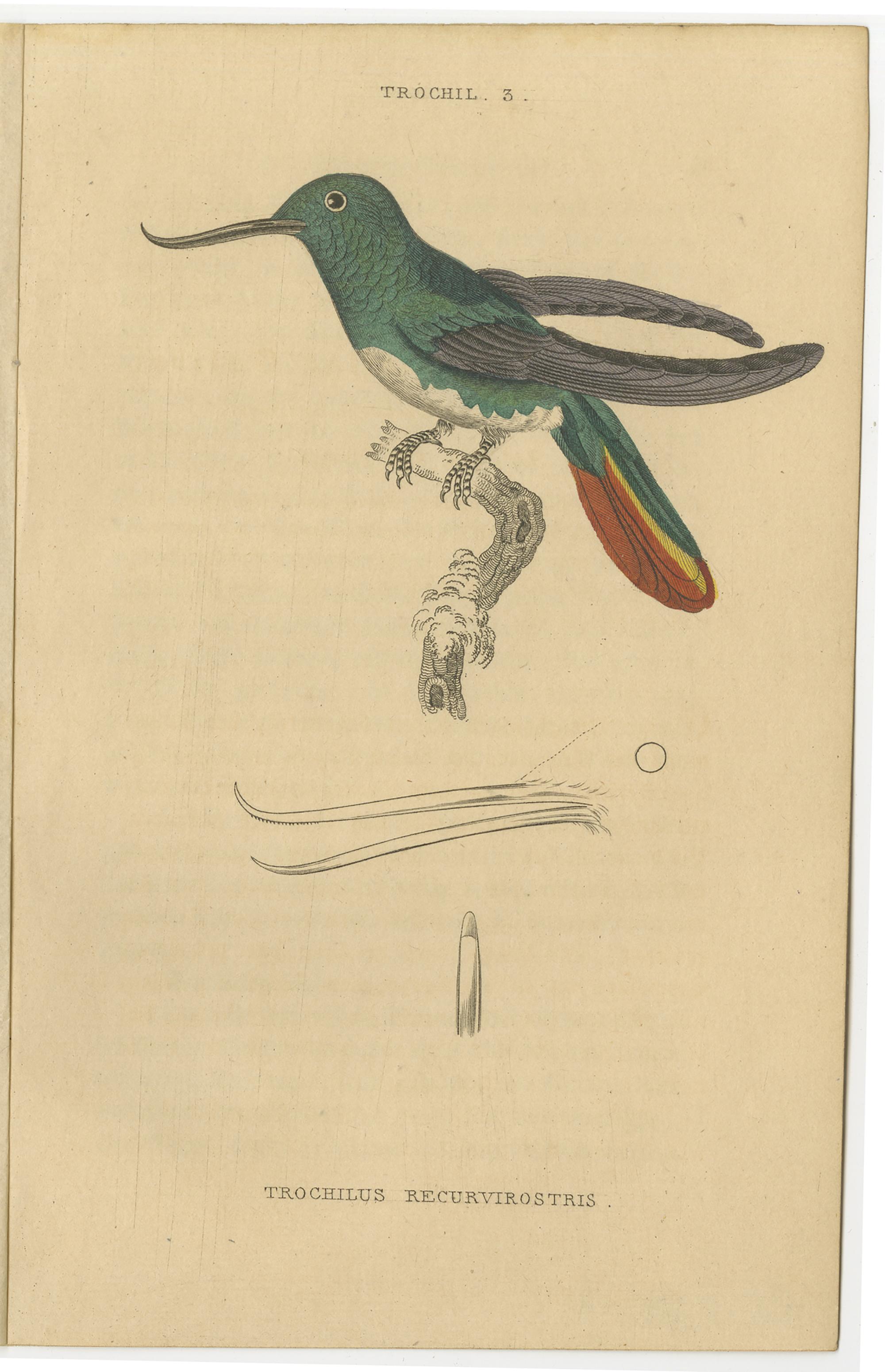 Impressions d'oiseaux coquillages, oiseaux coquillages colorés à la main par Jardine, 1837 Bon état - En vente à Langweer, NL