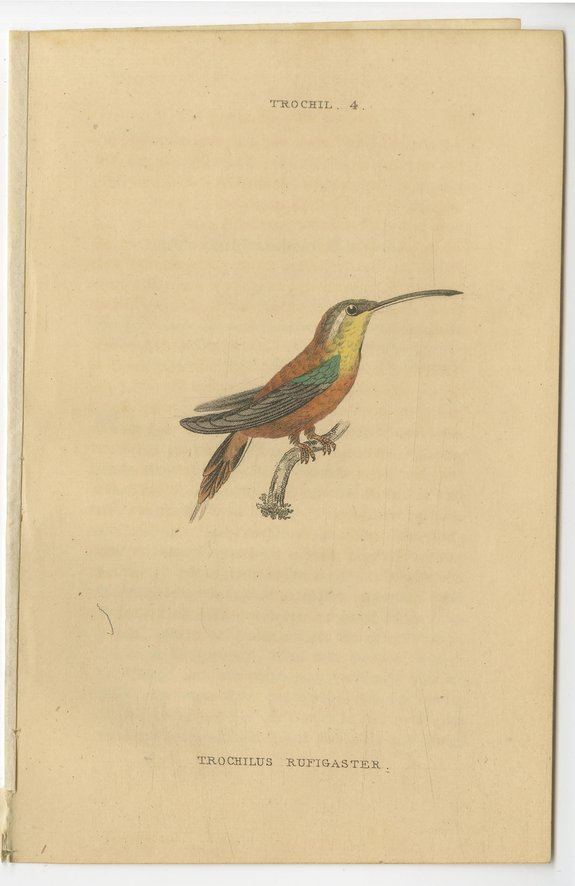 Hummingbird Bird Prints, Handcolored Fiery-Tailed Hummingbirds by Jardine, 1837 In Good Condition For Sale In Langweer, NL