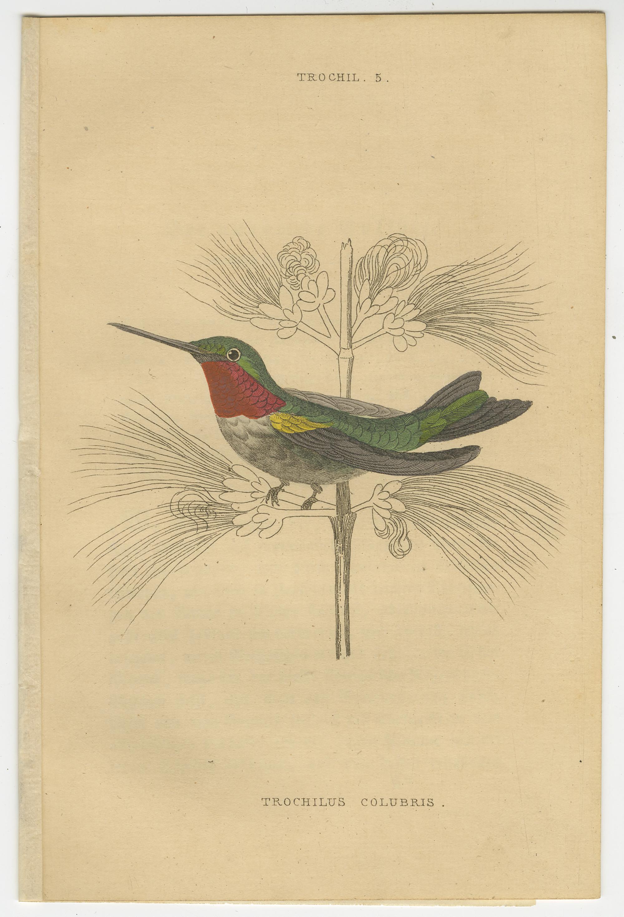 Hummingbird-Vogeldrucke, handkolorierte Fiery-Tailed Hummingbirds von Jardine, 1837 (Papier) im Angebot