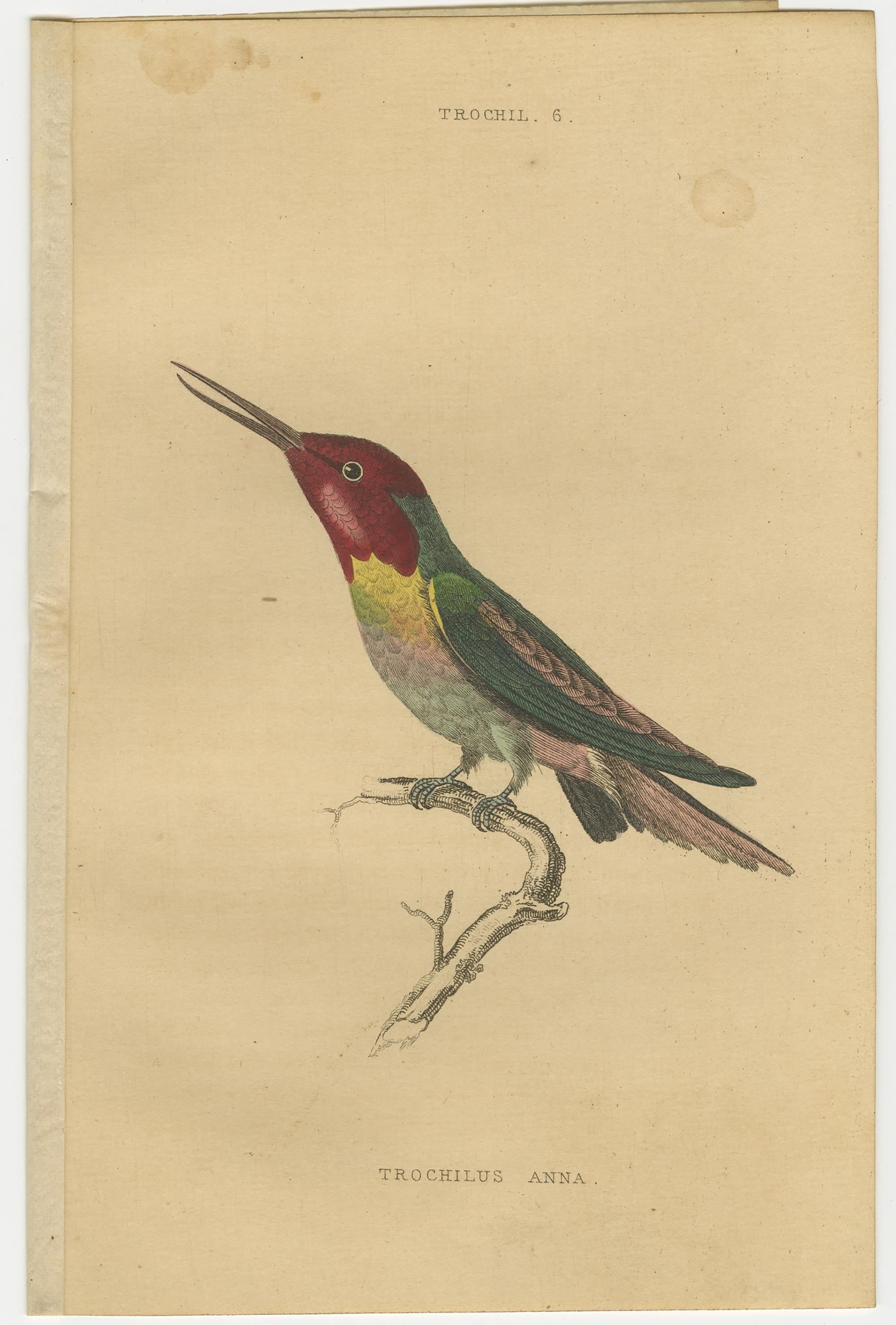 Paper Hummingbird Bird Prints, Handcolored Fiery-Tailed Hummingbirds by Jardine, 1837 For Sale
