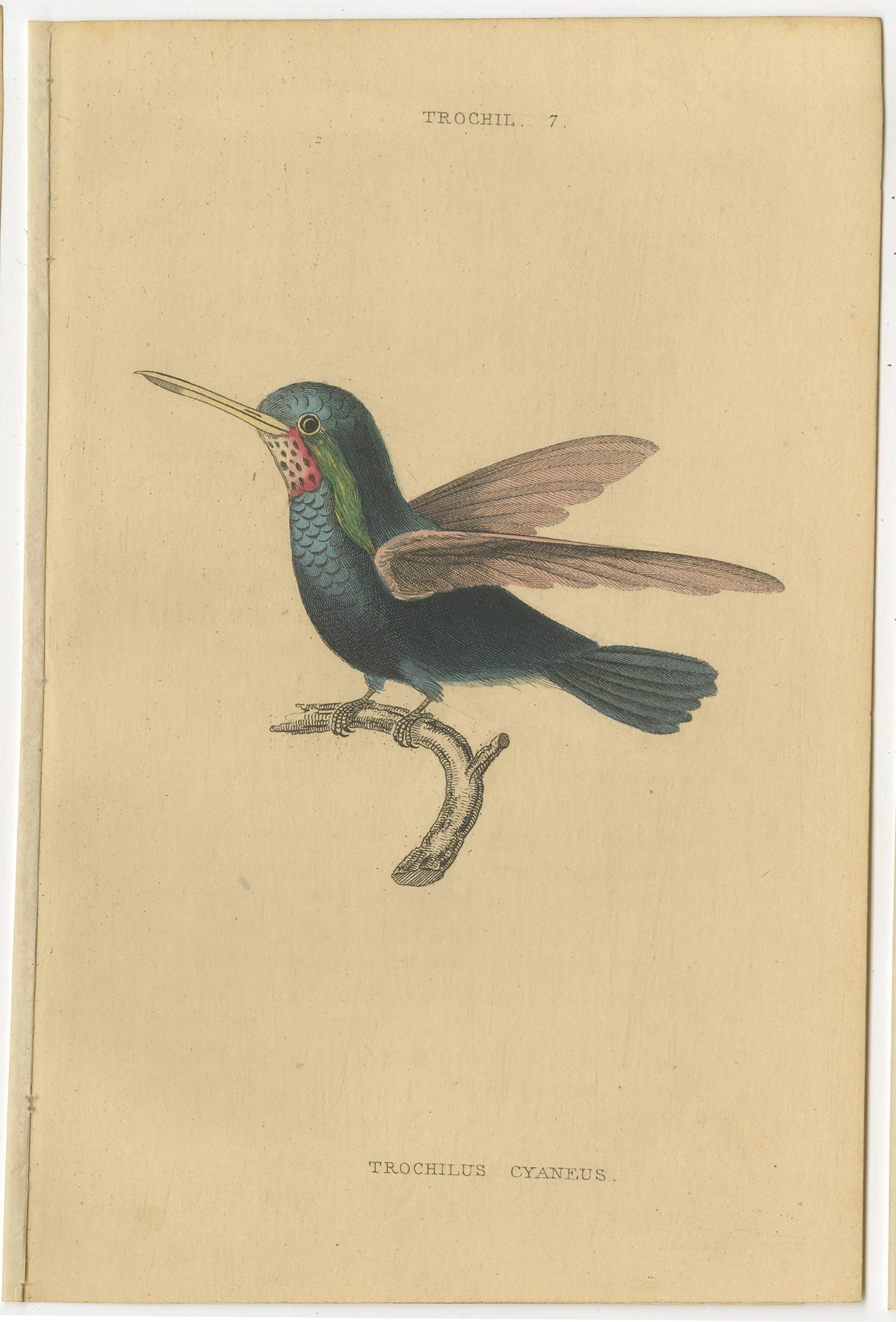 Hummingbird Bird Prints, Handcolored Fiery-Tailed Hummingbirds by Jardine, 1837 For Sale 1