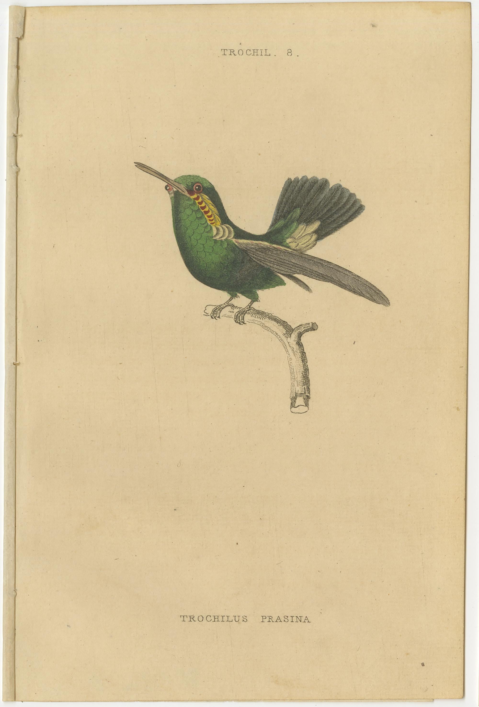 Hummingbird Bird Prints, Handcolored Fiery-Tailed Hummingbirds by Jardine, 1837 For Sale 2