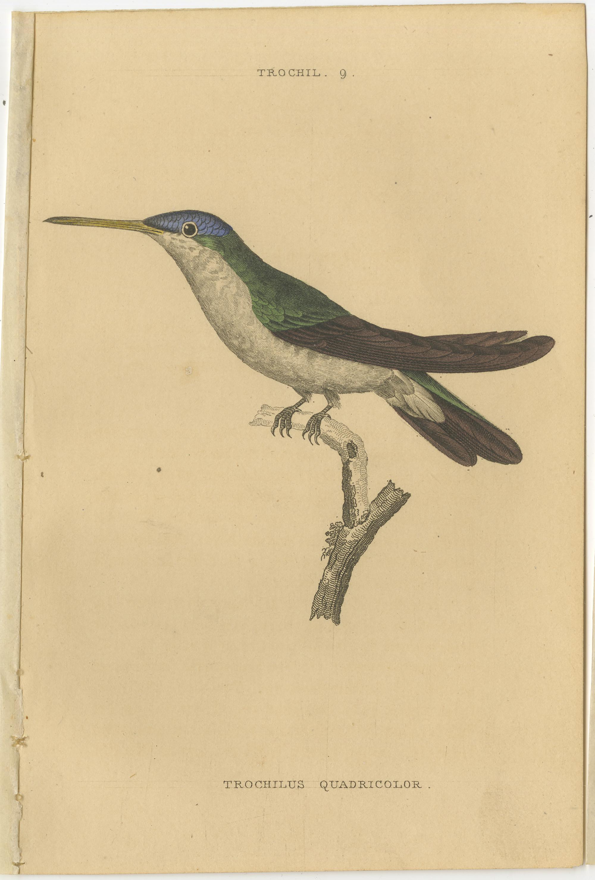 Hummingbird Bird Prints, Handcolored Fiery-Tailed Hummingbirds by Jardine, 1837 For Sale 3