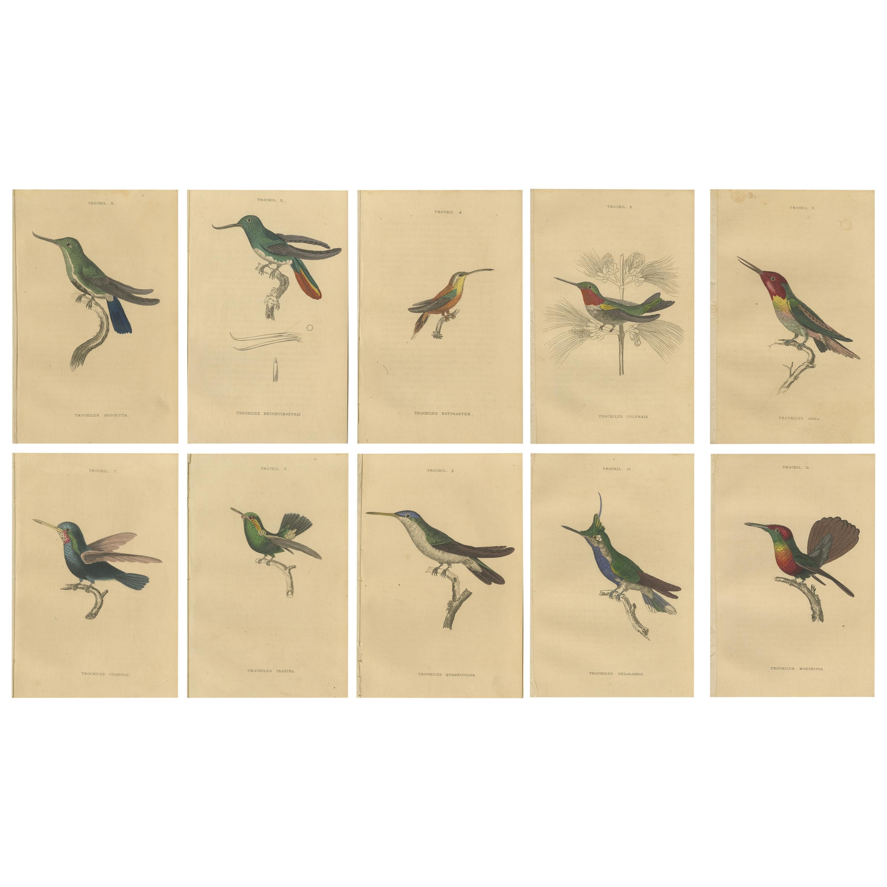 Impressions d'oiseaux coquillages, oiseaux coquillages colorés à la main par Jardine, 1837 en vente