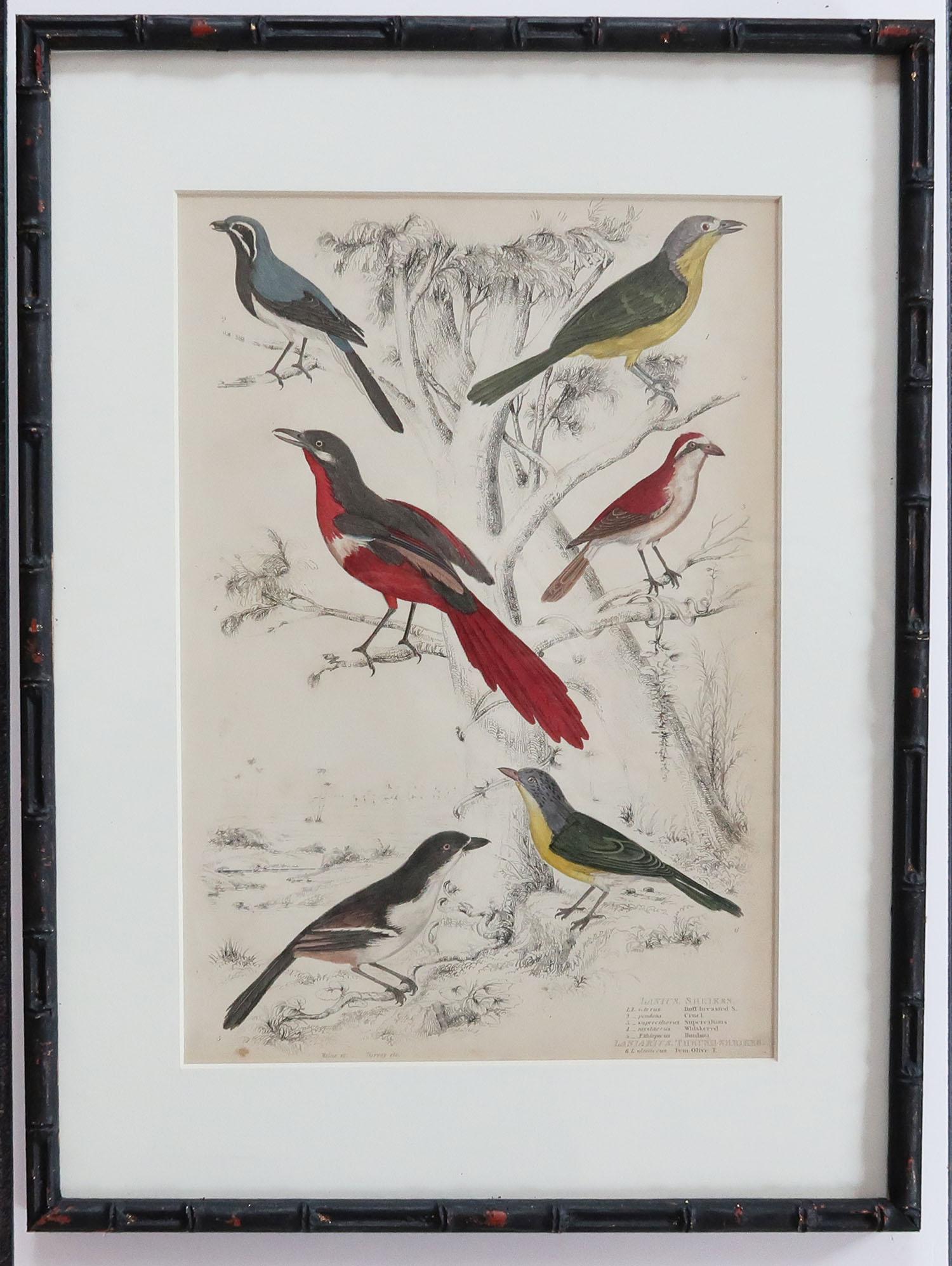 Set of 10 Antique Bird Prints in Ebonized Faux Bamboo Frames, 1830s 4