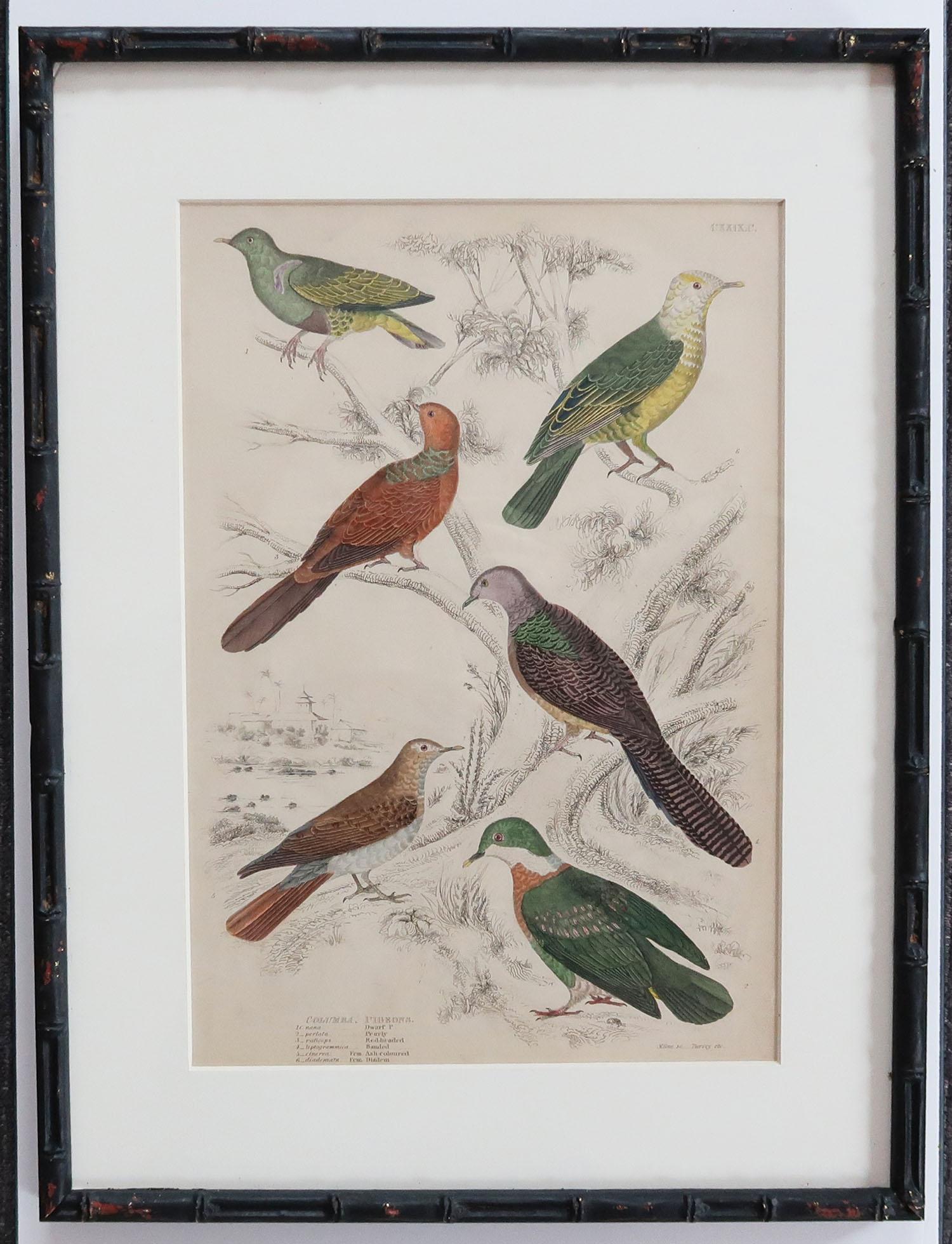Set of 10 Antique Bird Prints in Ebonized Faux Bamboo Frames, 1830s 5