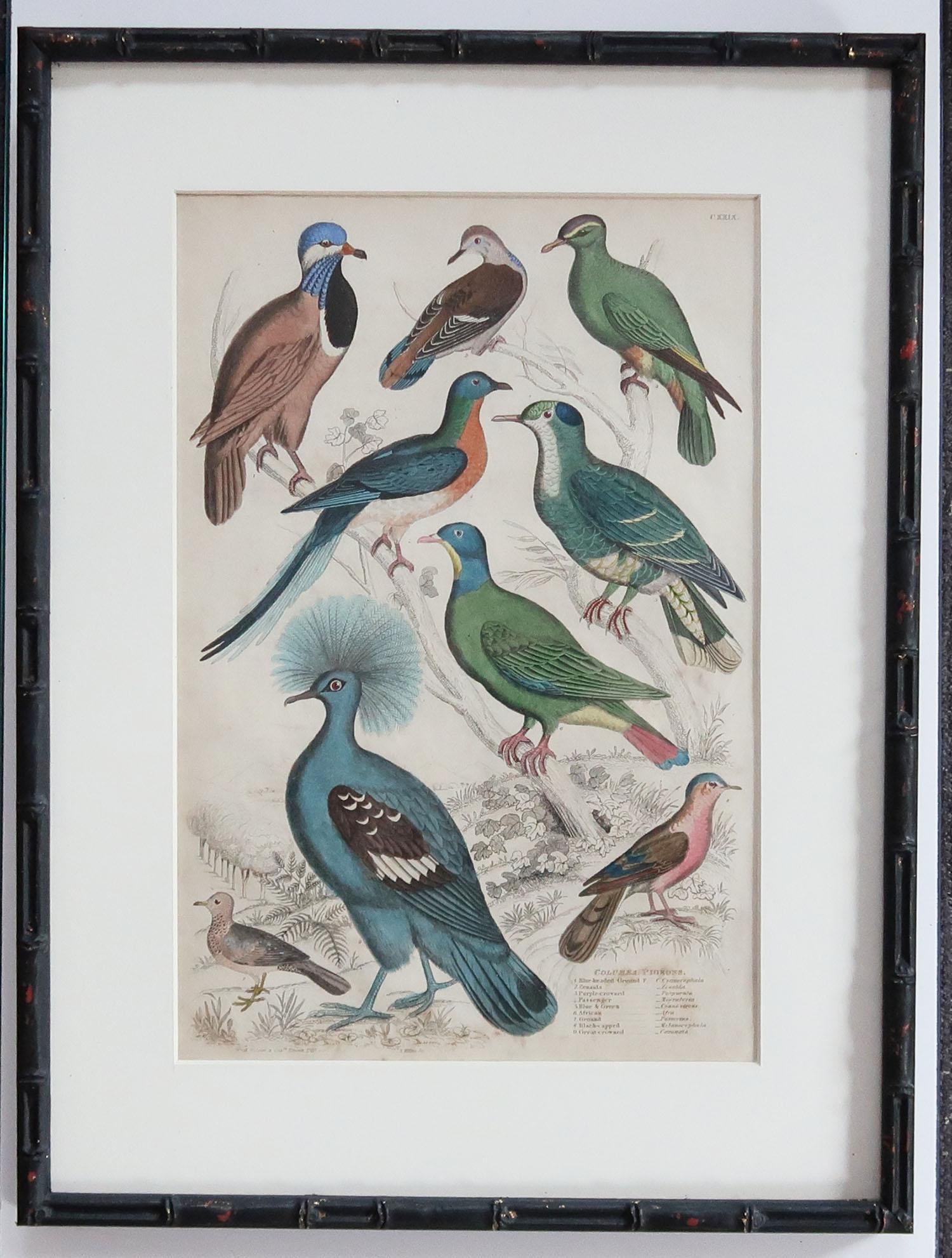Wonderful set of 10 antique bird prints in exquisite bright original colours.

Presented in our own custom made ebonized faux bamboo frames.

Lithographs after the original drawings by Captain Brown. Original hand color.

Published
