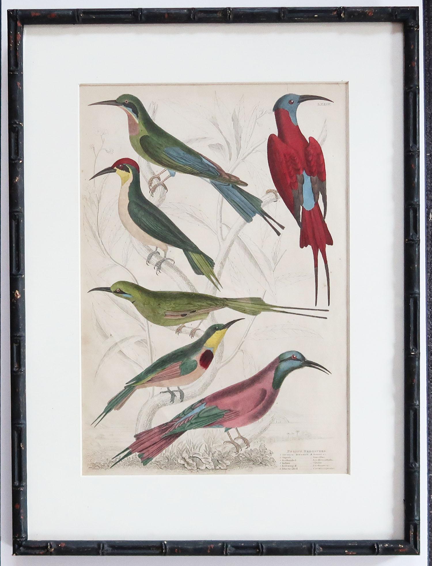 Chinoiserie Set of 10 Antique Bird Prints in Ebonized Faux Bamboo Frames, 1830s