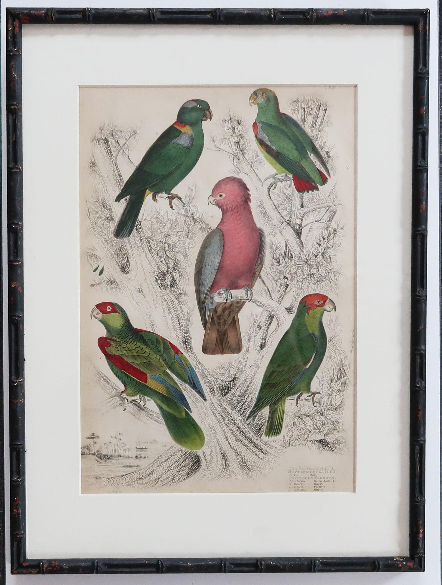 English Set of 10 Antique Bird Prints in Ebonized Faux Bamboo Frames, 1830s