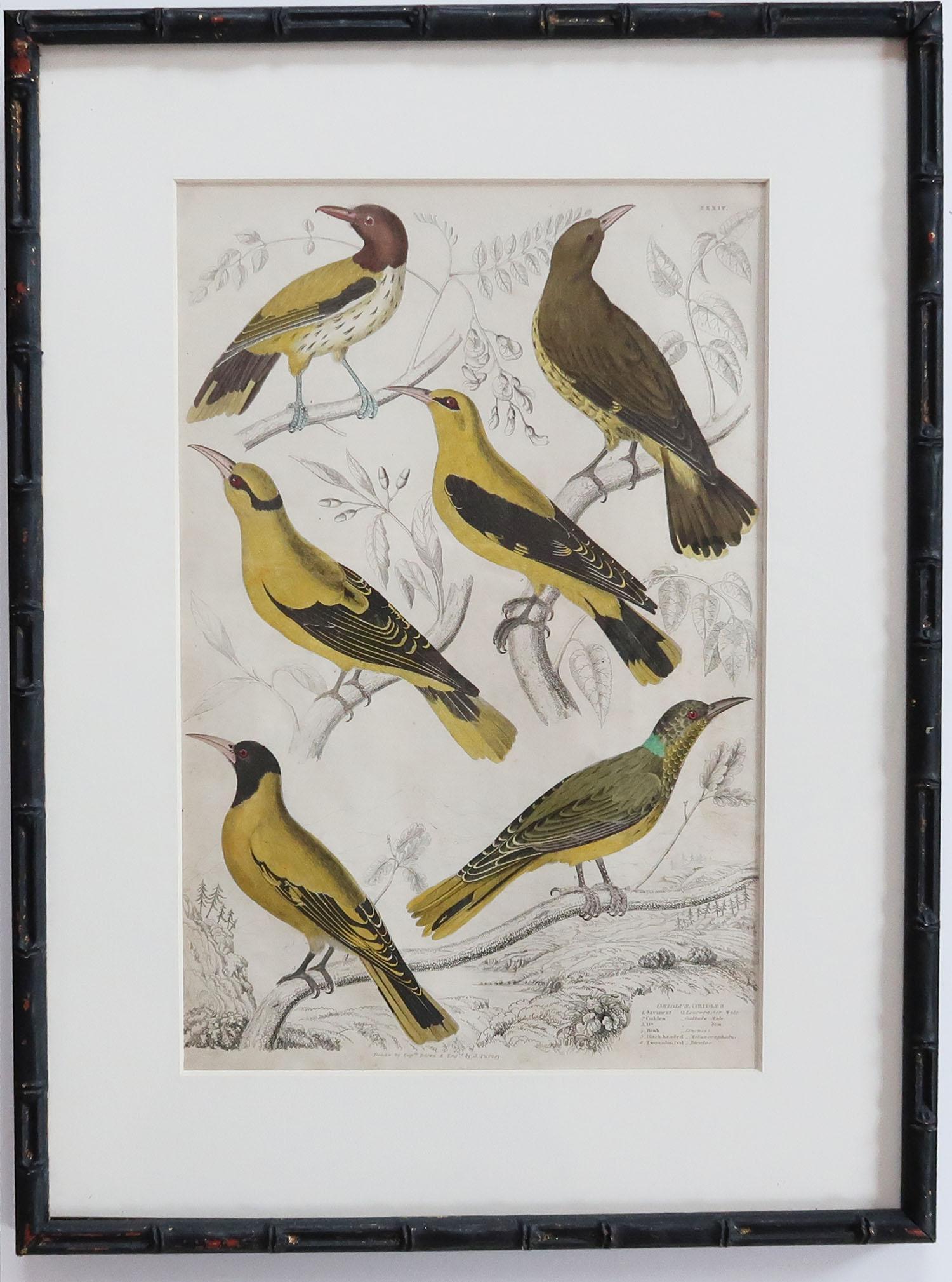 Set of 10 Antique Bird Prints in Ebonized Faux Bamboo Frames, 1830s In Good Condition In St Annes, Lancashire