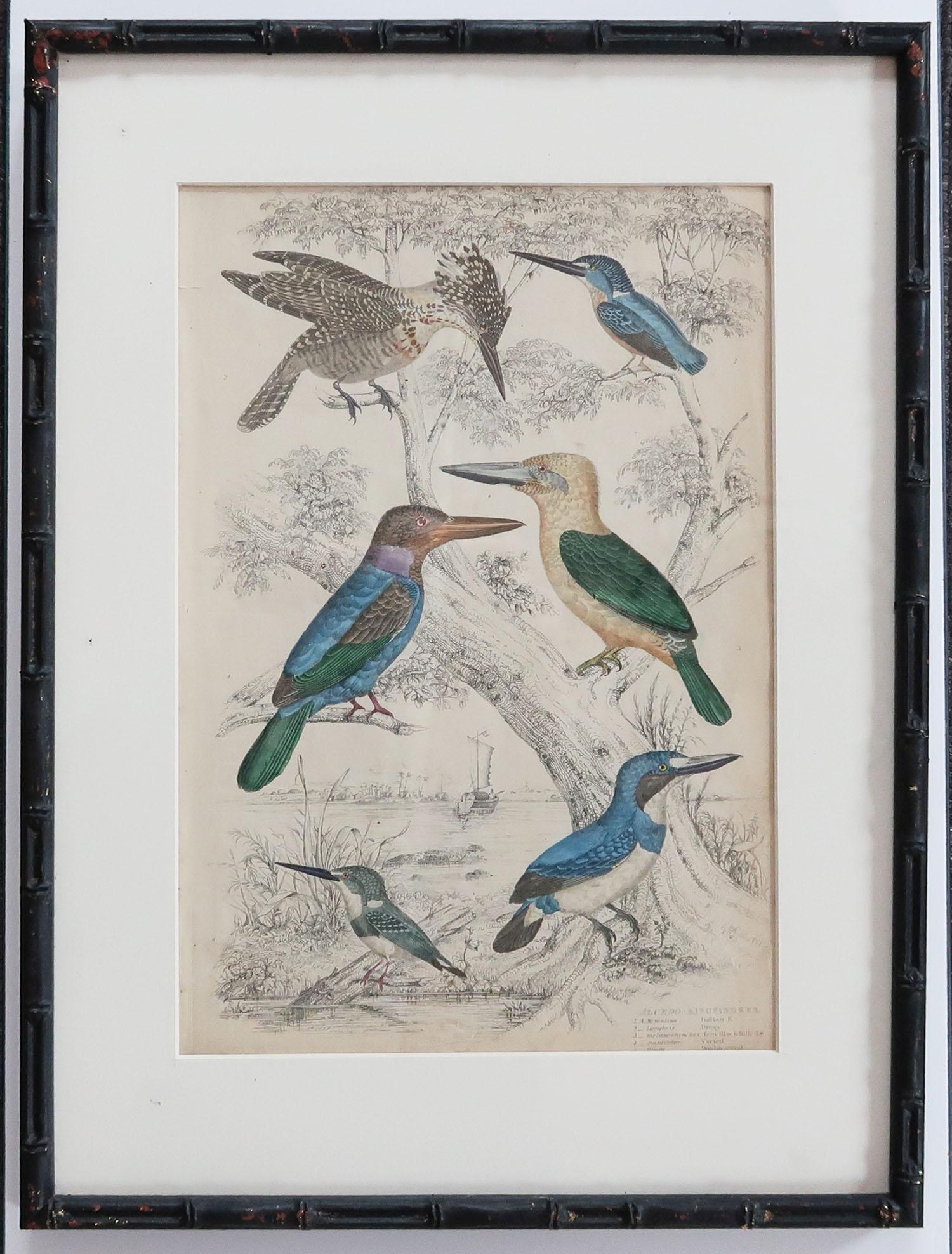 Mid-19th Century Set of 10 Antique Bird Prints in Ebonized Faux Bamboo Frames, 1830s