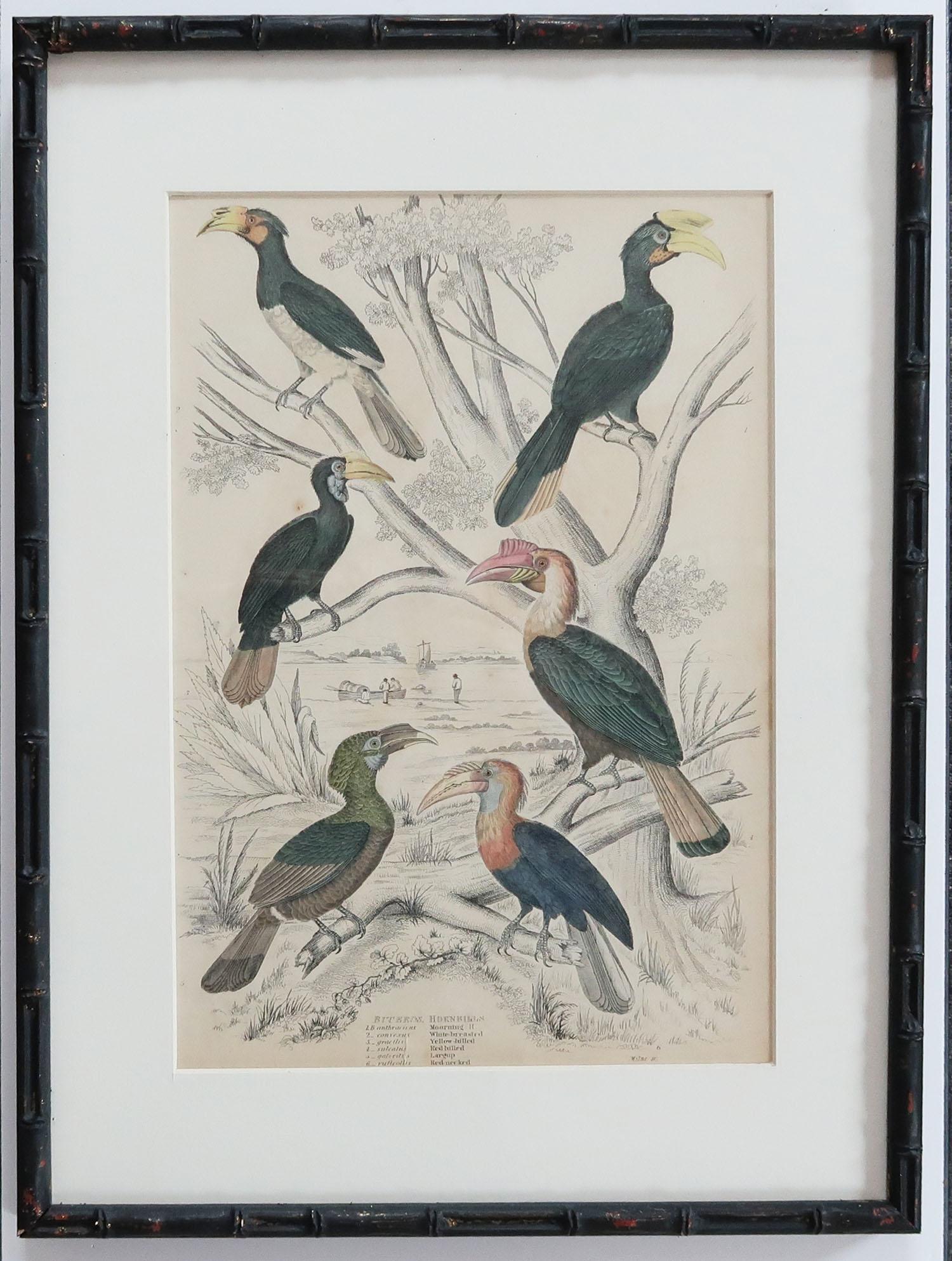 Set of 10 Antique Bird Prints in Ebonized Faux Bamboo Frames, 1830s 1