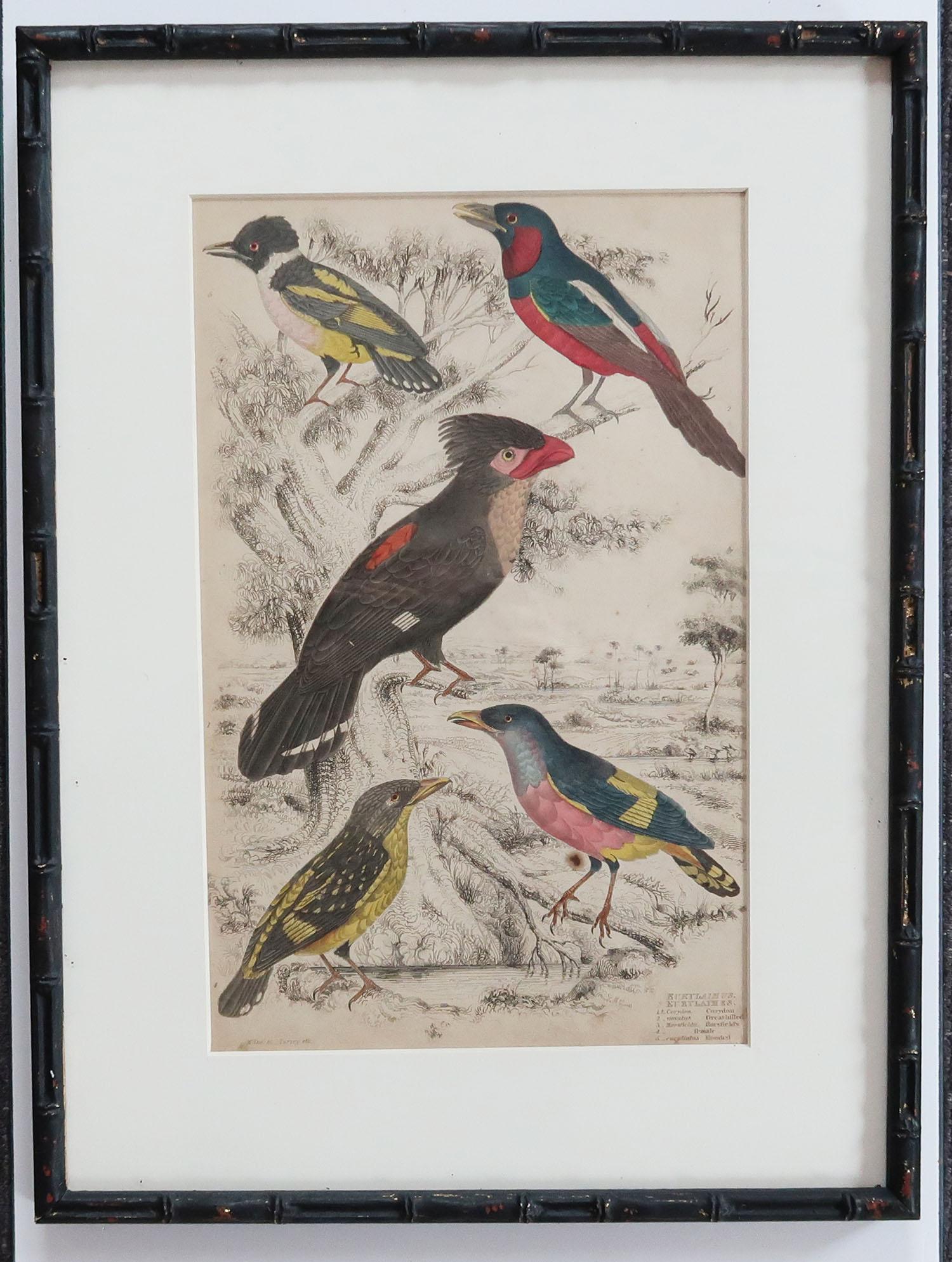 Set of 10 Antique Bird Prints in Ebonized Faux Bamboo Frames, 1830s 2