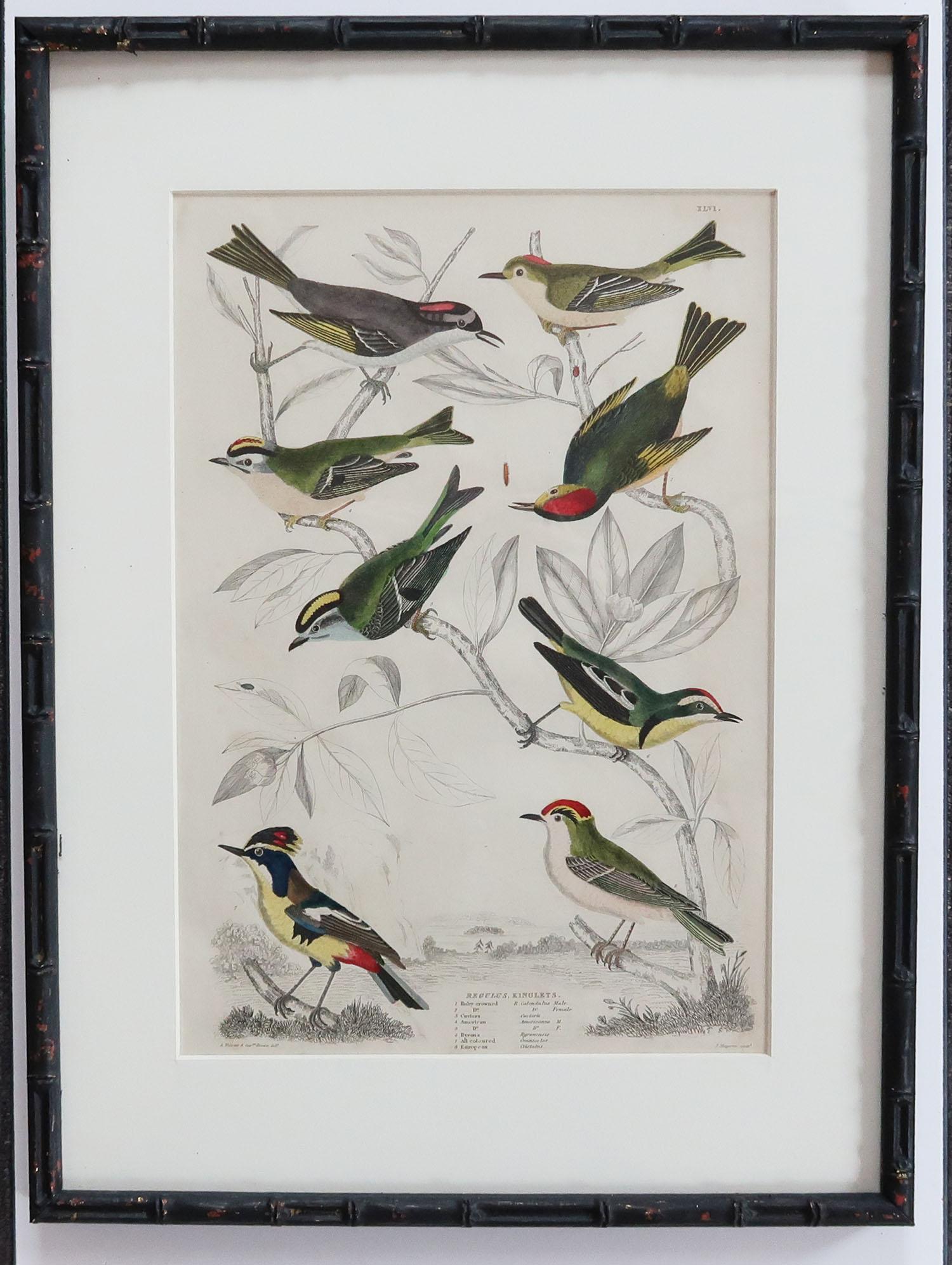 Set of 10 Antique Bird Prints in Ebonized Faux Bamboo Frames, 1830s 3