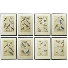 Ensemble de 10 imprimés d'oiseaux anciens dans des cadres en faux bambou, années 1830