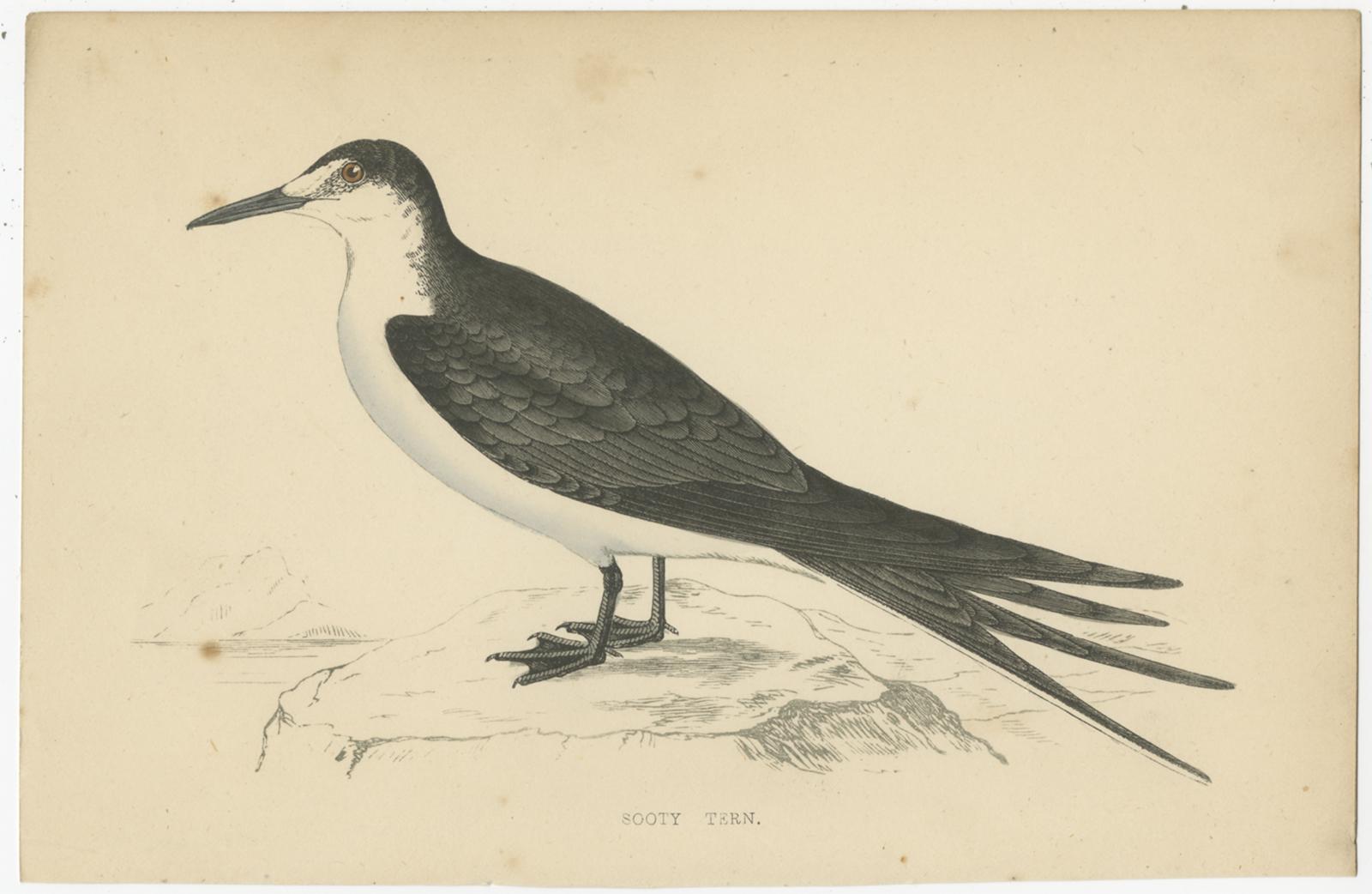 Set of 10 Antique Bird Prints of Various Sea Birds and a Passerine Bird 4