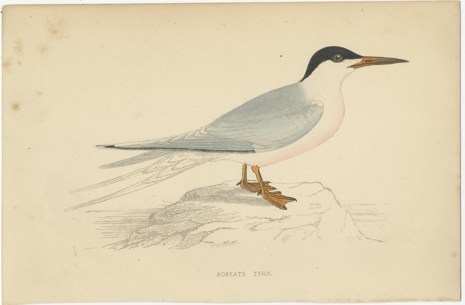 Set of 10 Antique Bird Prints of Various Sea Birds and a Passerine Bird 5