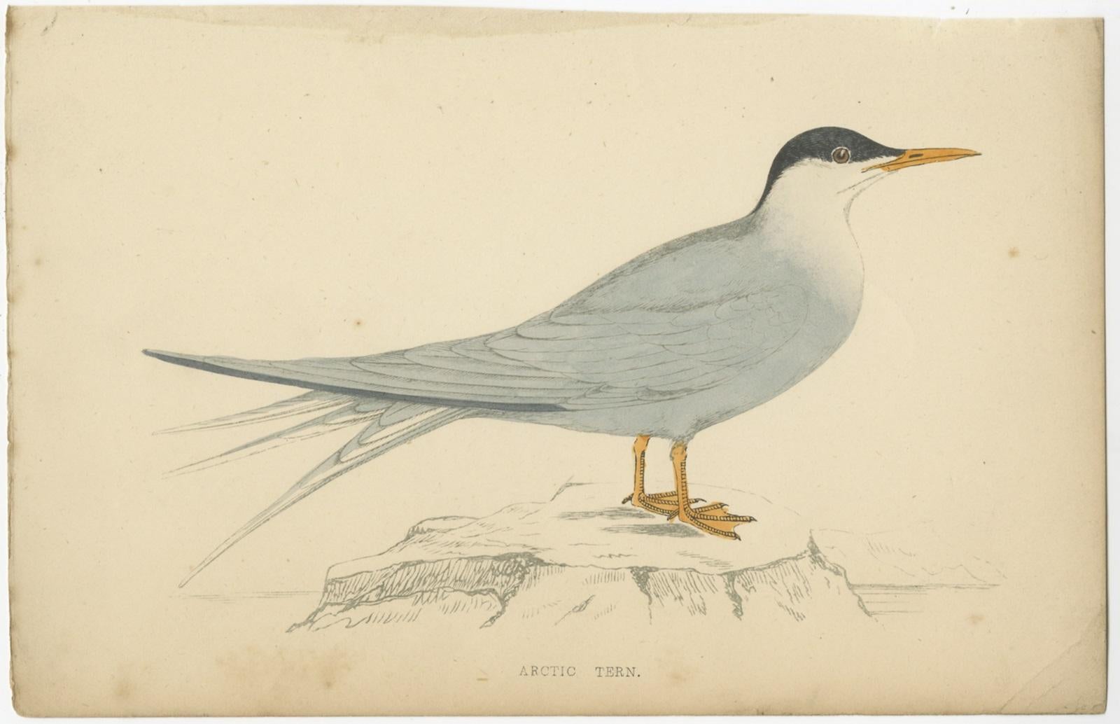 Set of ten antique bird prints titled 'Alpine Accentor - Stormy Petrel - Gull-Billed Tern - Roseate Tern - Sooty Tern - Sandwich Tern - Swift Tern - Common Tern - Whiskered Tern - Arctic Tern', circa 1867. These prints originate from 'A History of
