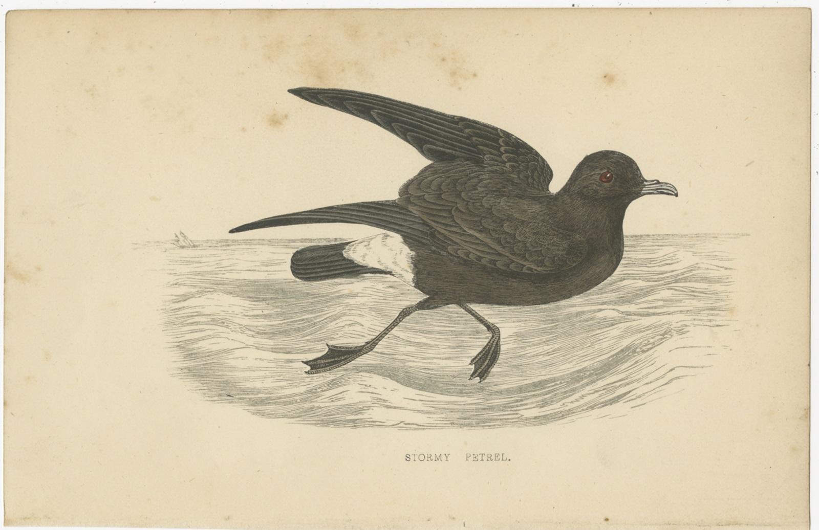19th Century Set of 10 Antique Bird Prints of Various Sea Birds and a Passerine Bird