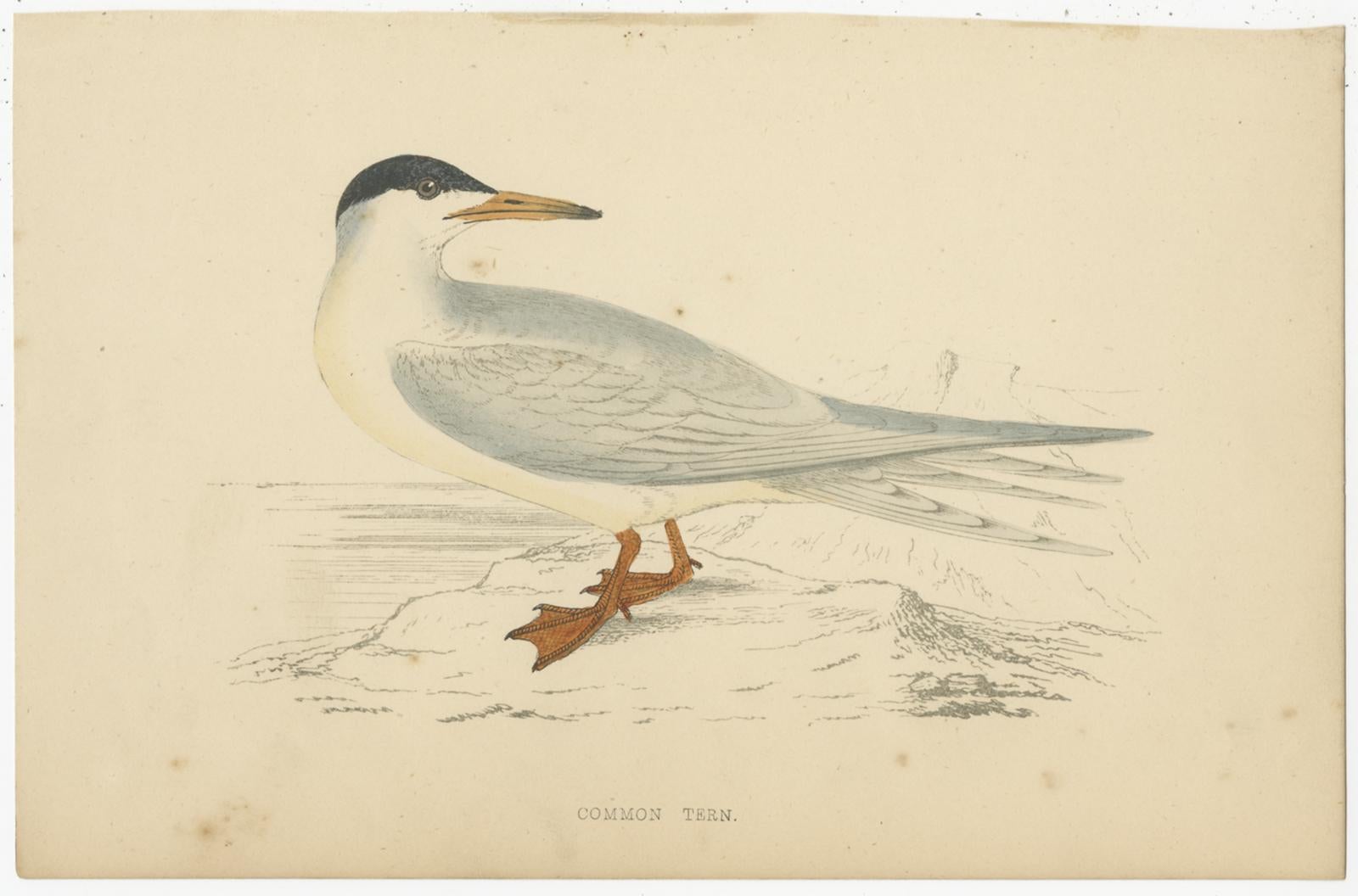 Paper Set of 10 Antique Bird Prints of Various Sea Birds and a Passerine Bird