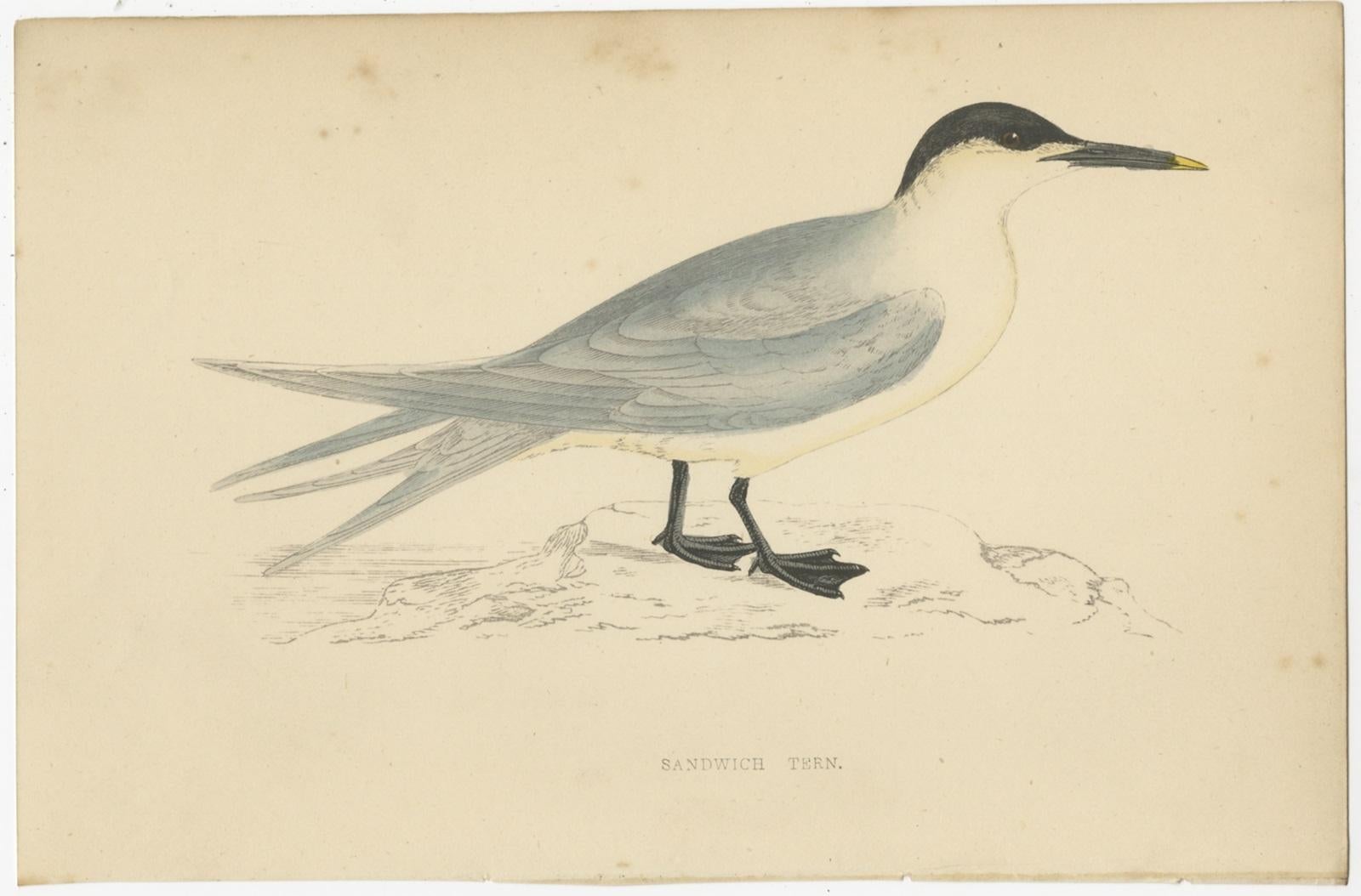 Set of 10 Antique Bird Prints of Various Sea Birds and a Passerine Bird 1